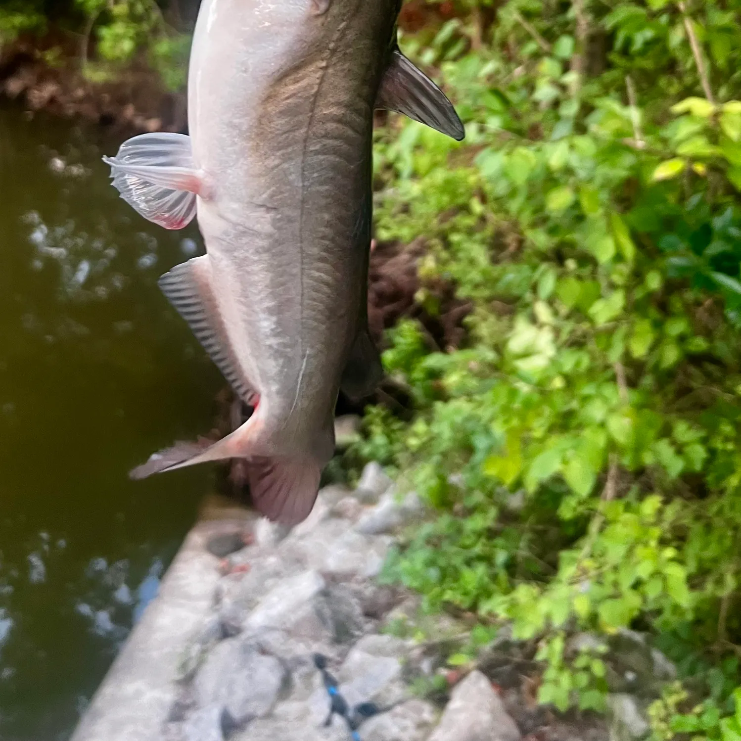 The most recent White bullhead catches on Fishbrain