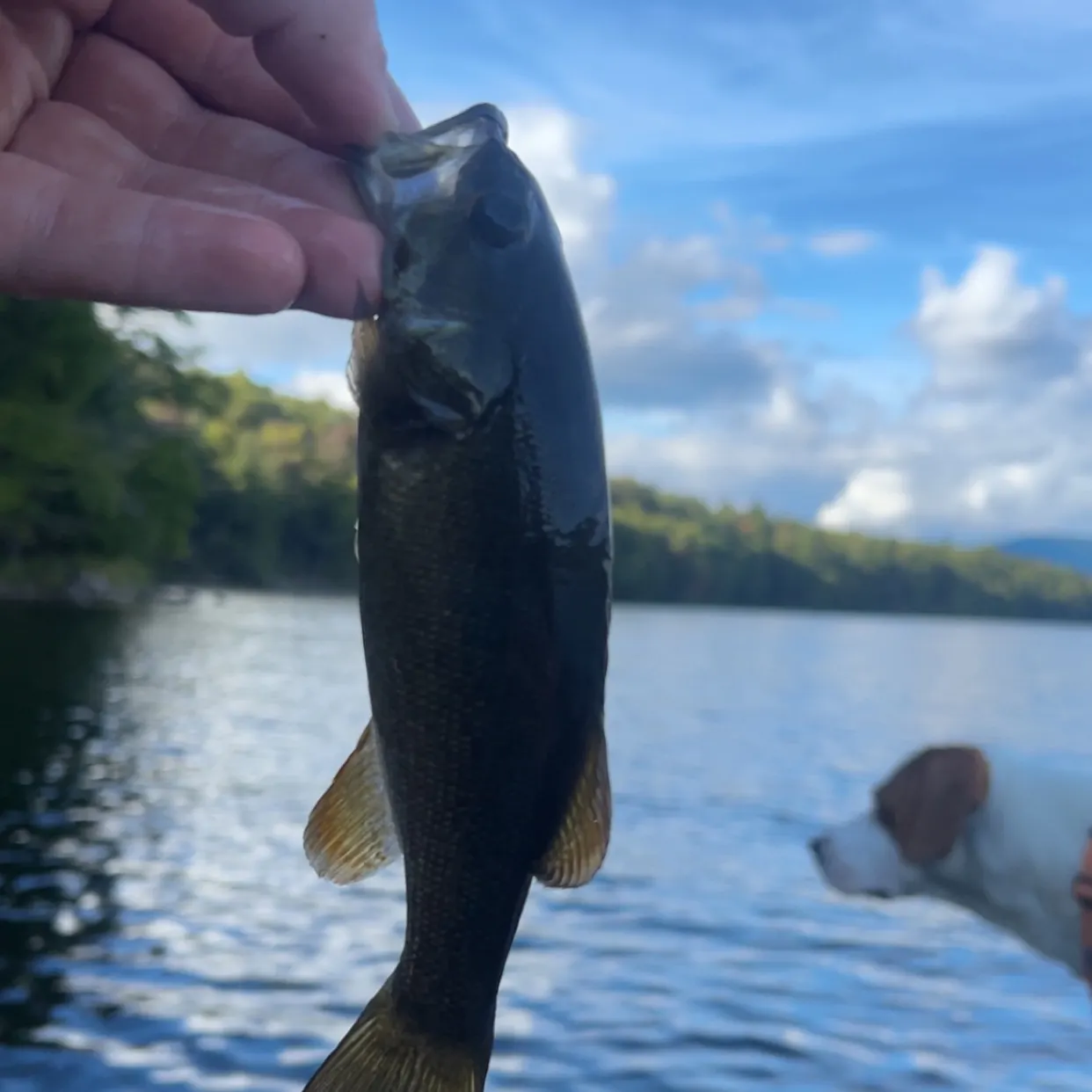 Smallmouth bass caught on Fishbrain