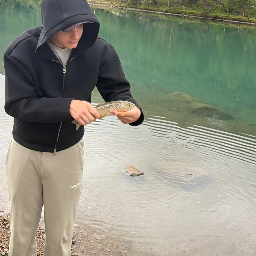 Brown trout caught on Fishbrain