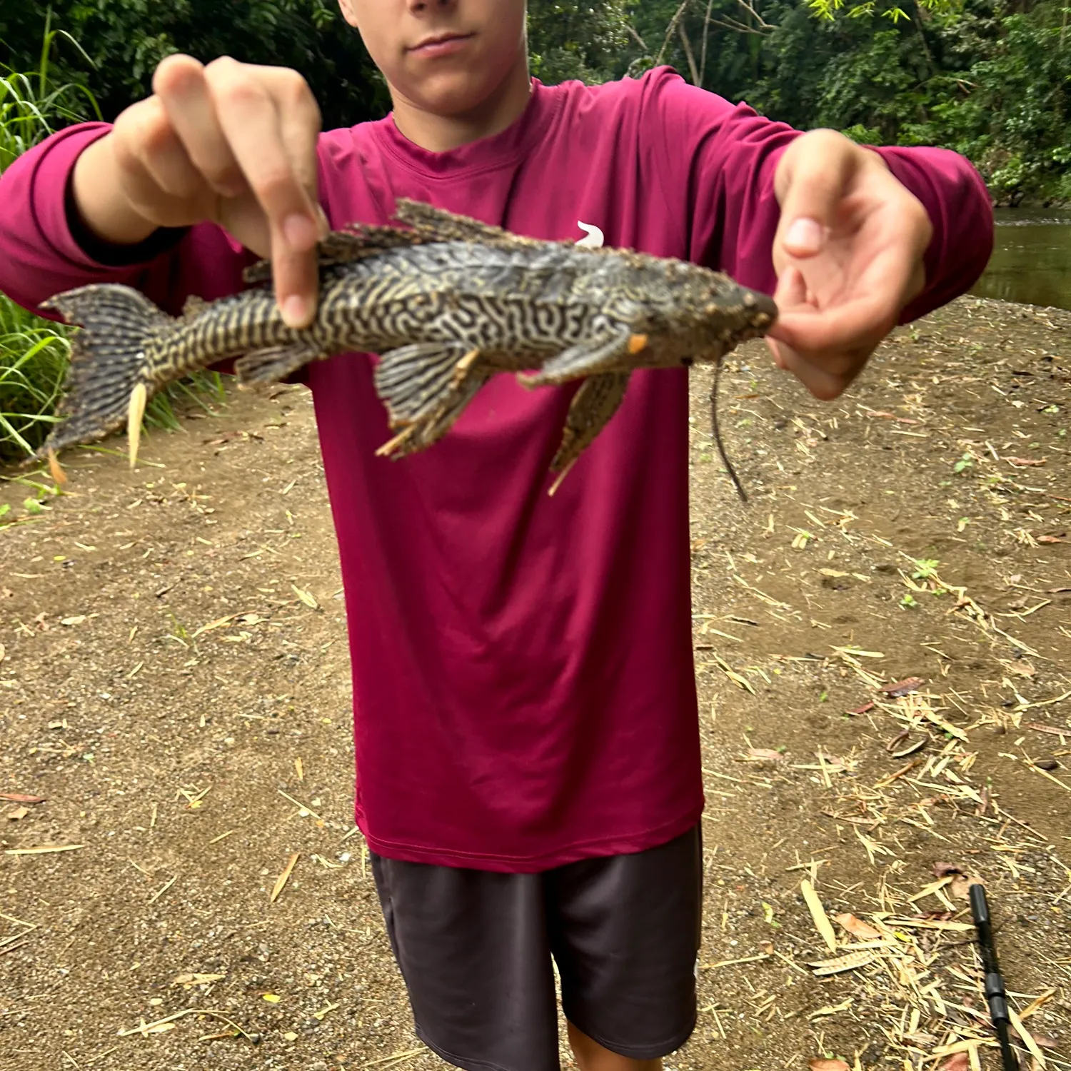 The most recent Suckermouth catfish catches on Fishbrain