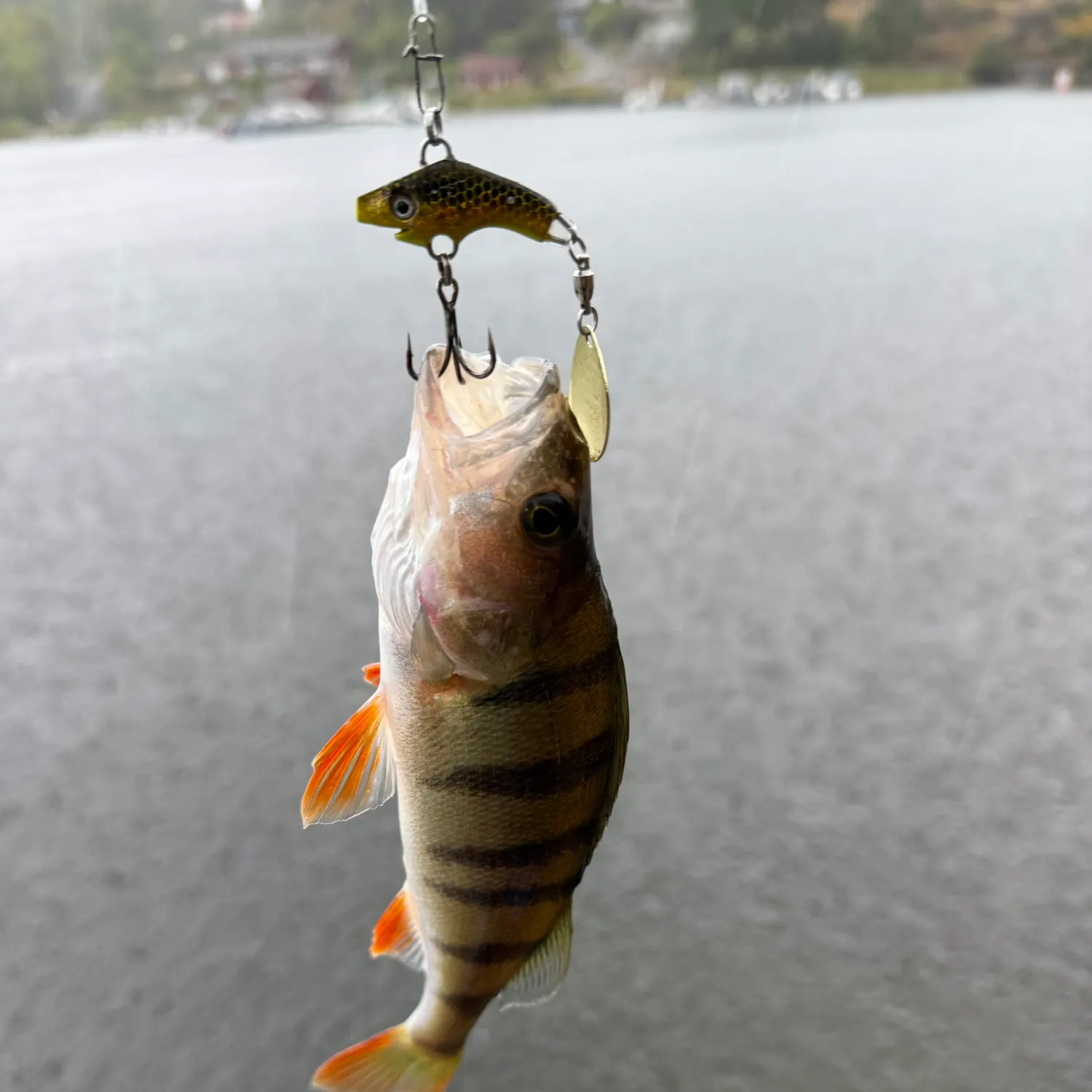 European perch caught on Fishbrain