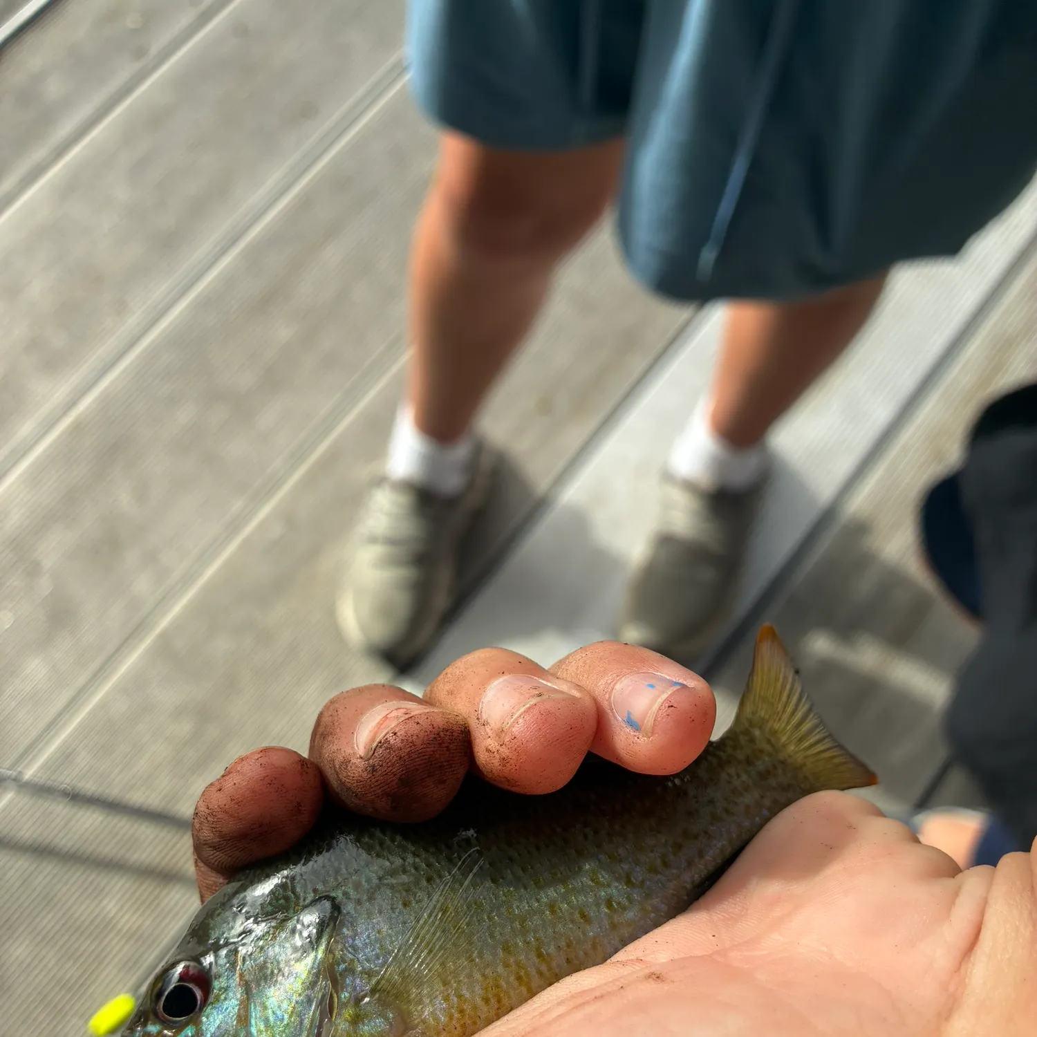 The most recent Spotted sunfish catches on Fishbrain