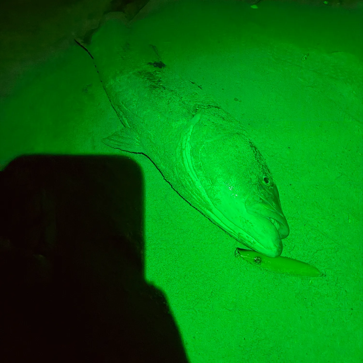 Striped bass caught on Fishbrain