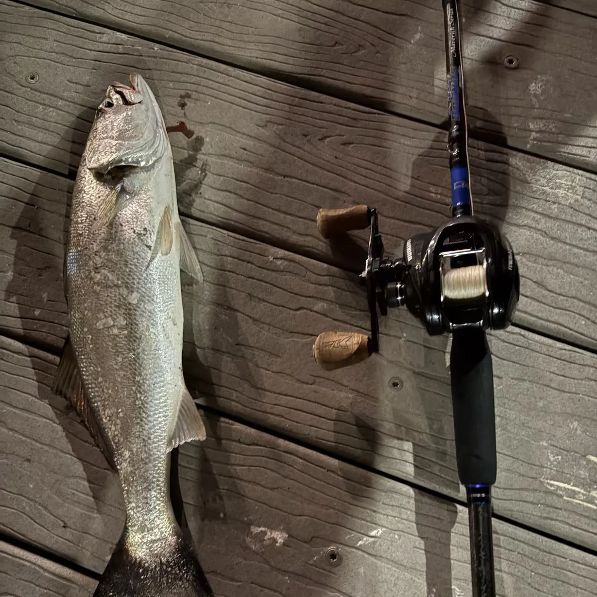 The most recent Stolzmann's weakfish catches on Fishbrain