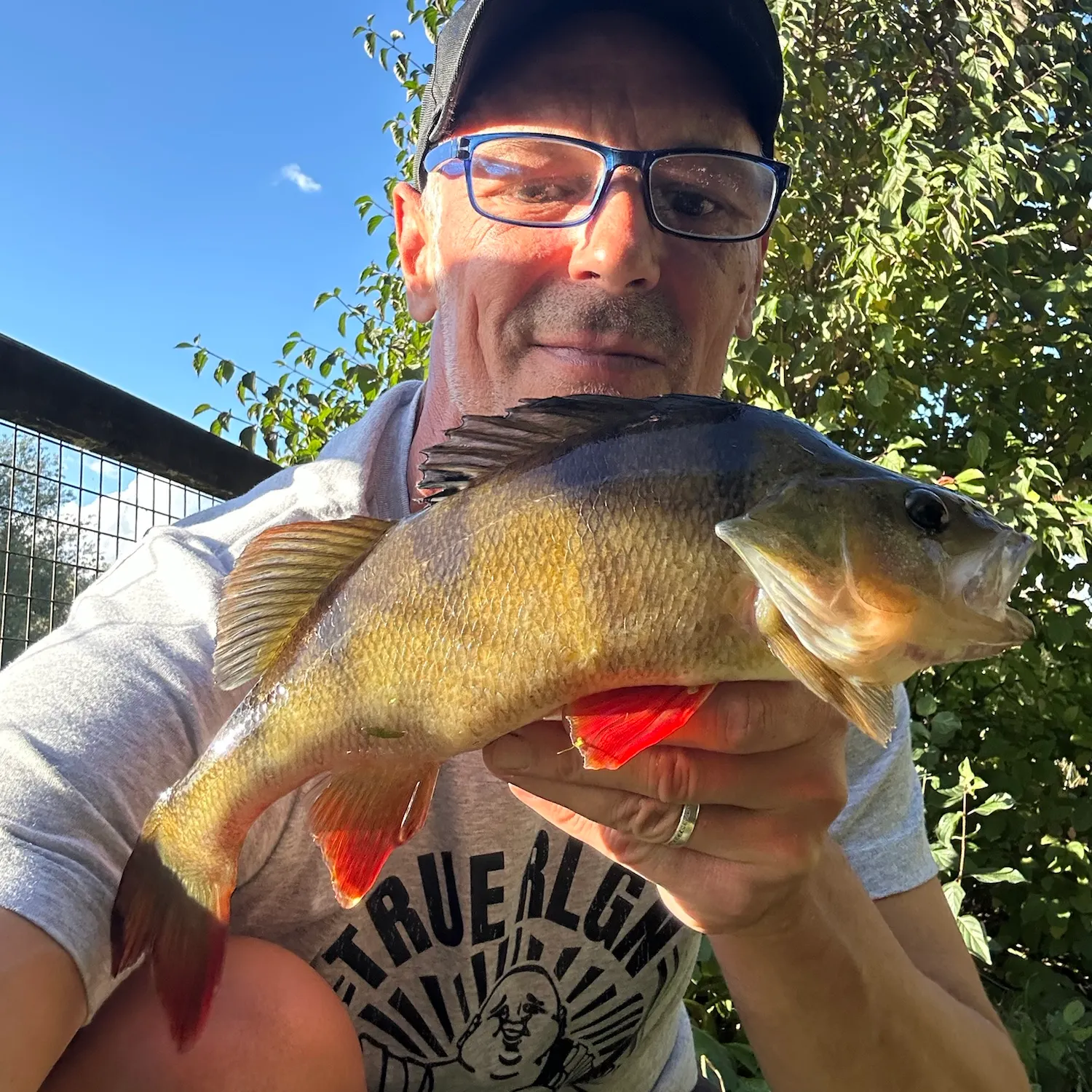 European perch caught on Fishbrain