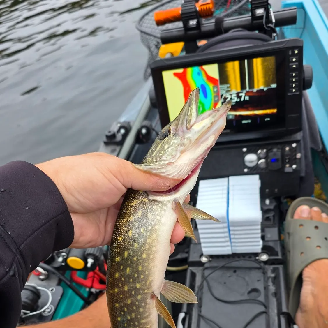 Northern pike caught on Fishbrain