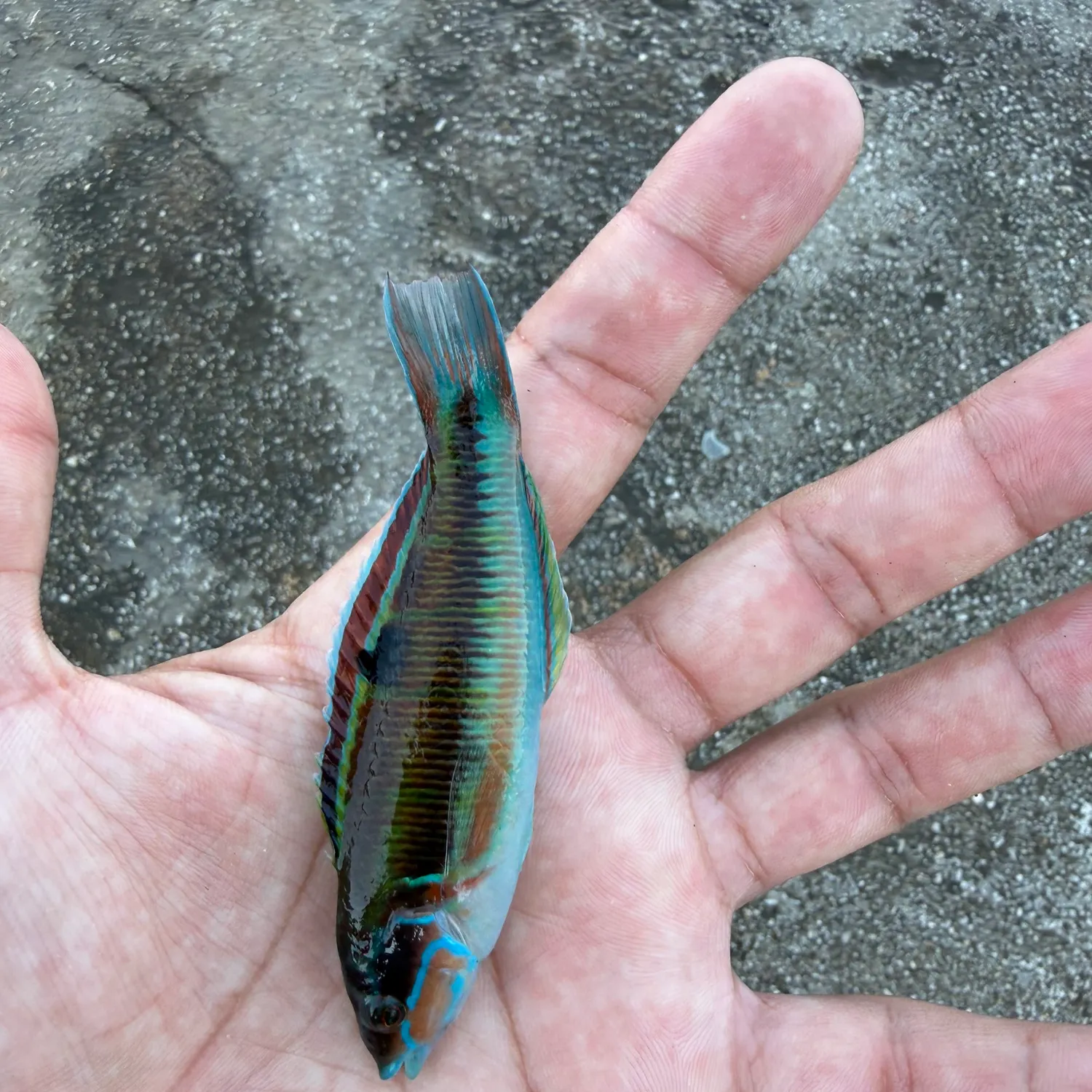 Ornate wrasse caught on Fishbrain