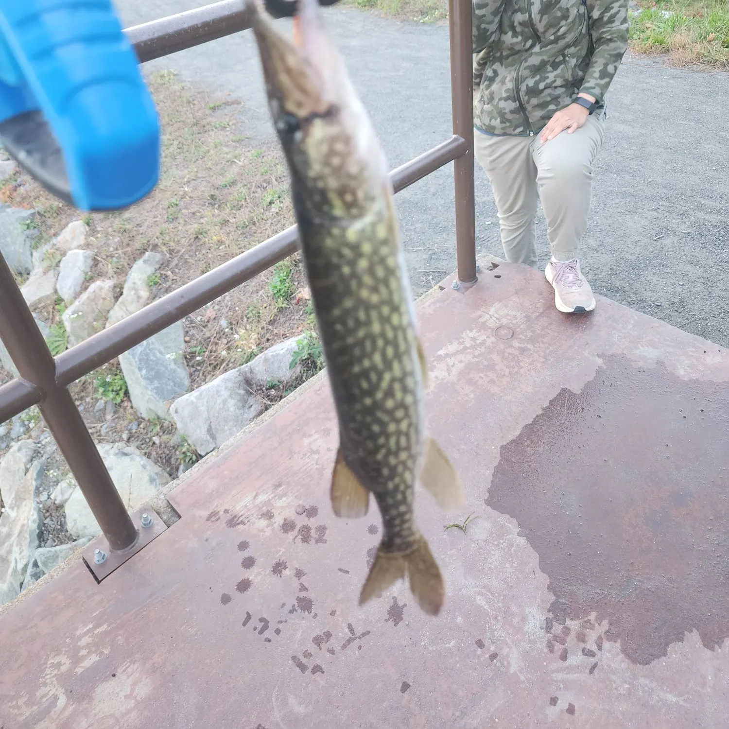 Chain pickerel caught on Fishbrain