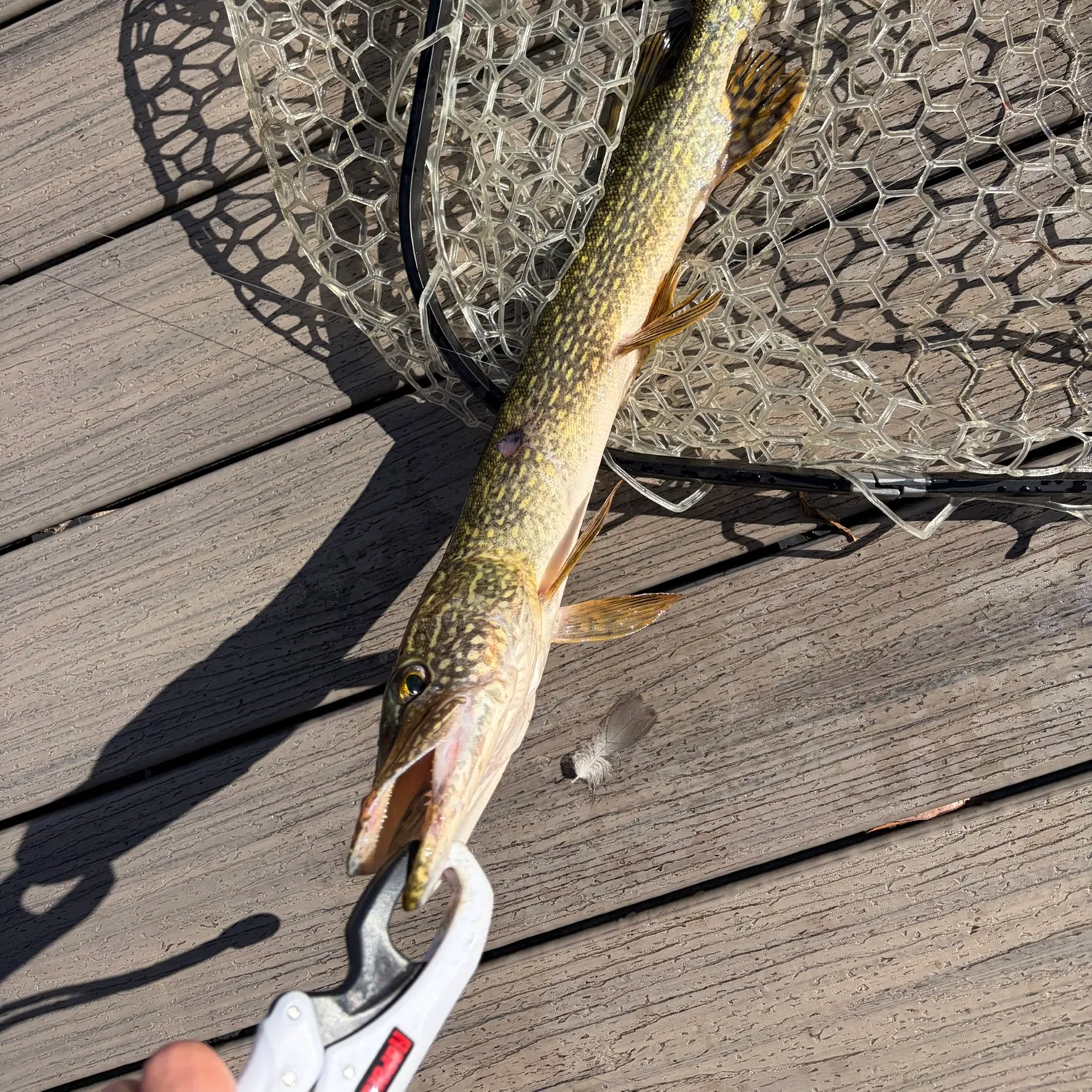 Northern pike caught on Fishbrain