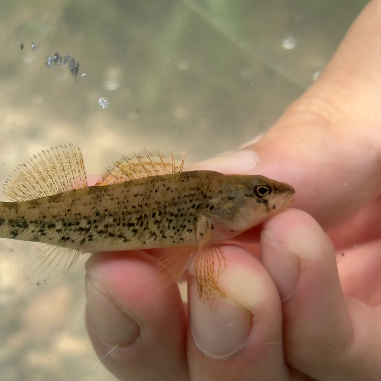 The most recent Plateau darter catches on Fishbrain