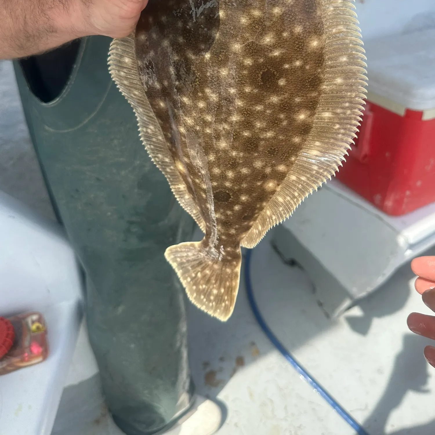 Summer flounder caught on Fishbrain