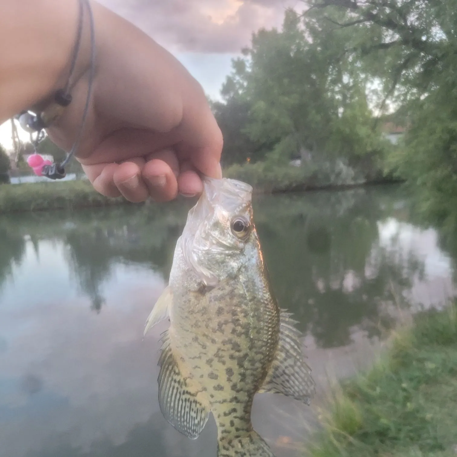 Black crappie caught on Fishbrain
