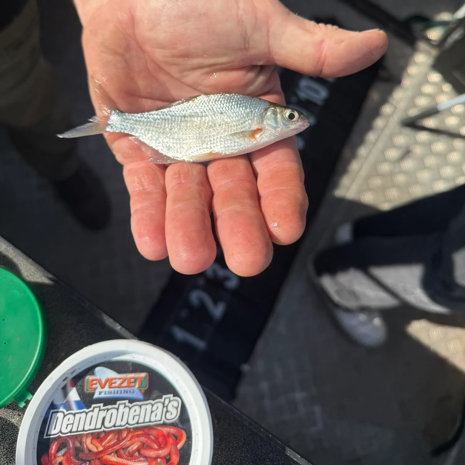 White bream caught on Fishbrain
