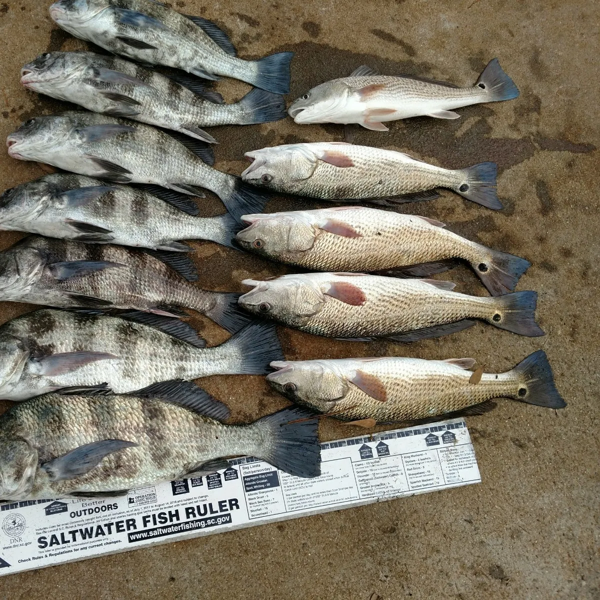 recently logged catches