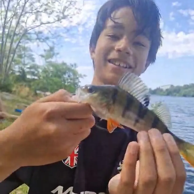 European perch caught on Fishbrain