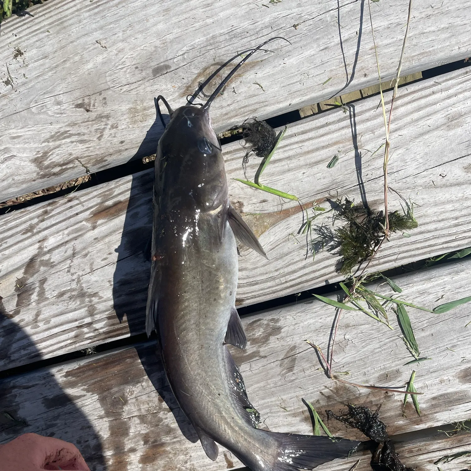 Channel catfish caught on Fishbrain