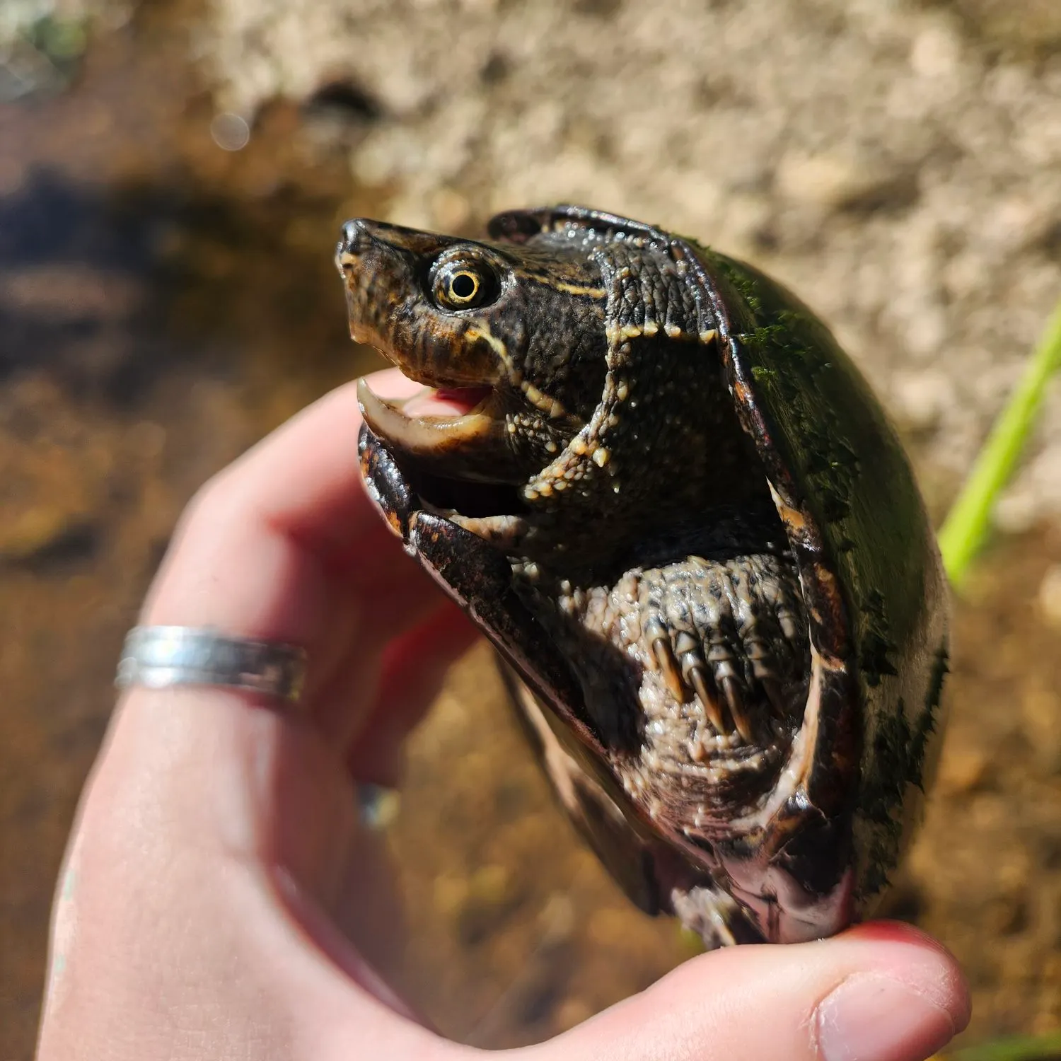 The most recent Eastern mud turtle catches on Fishbrain