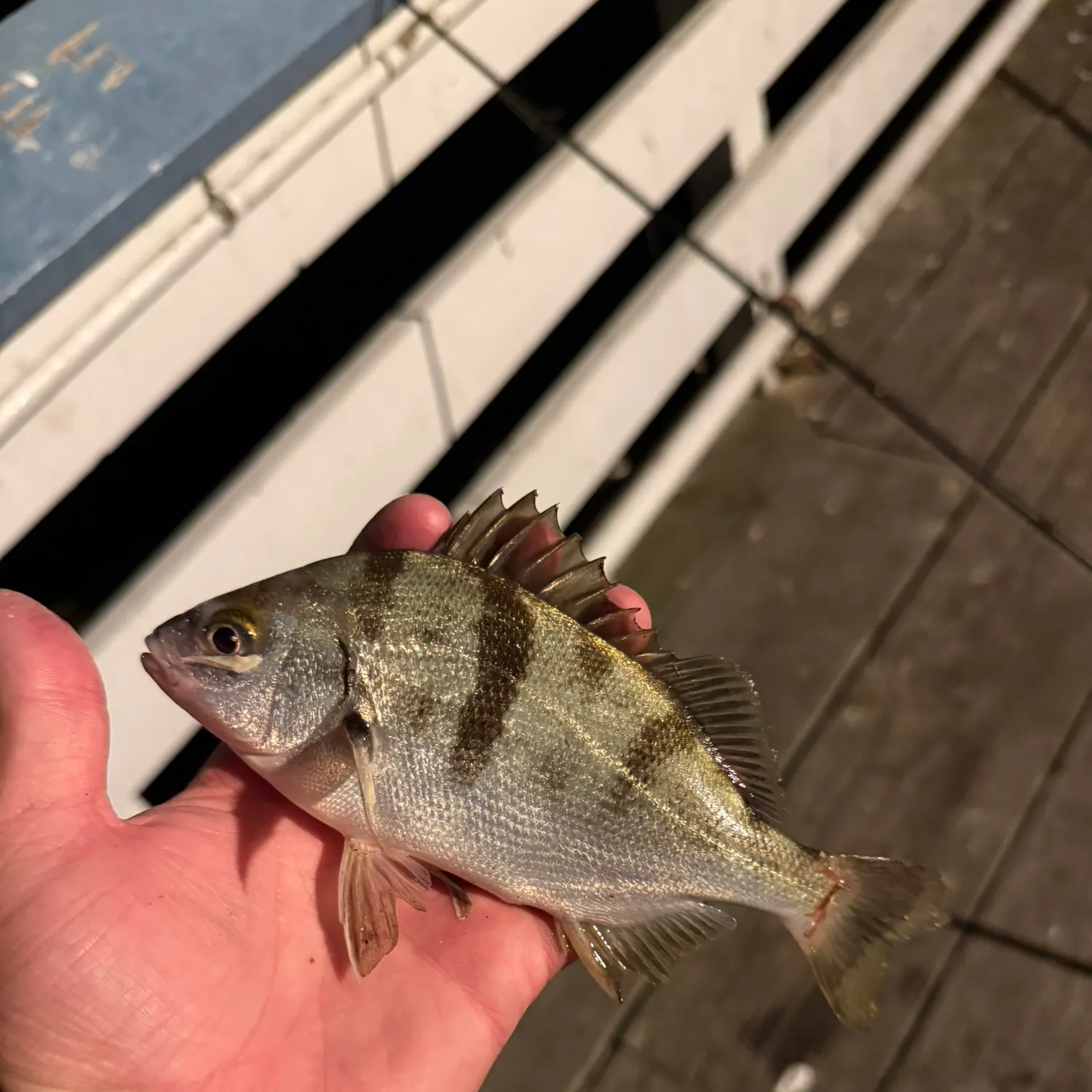 The most recent Sargo catches on Fishbrain