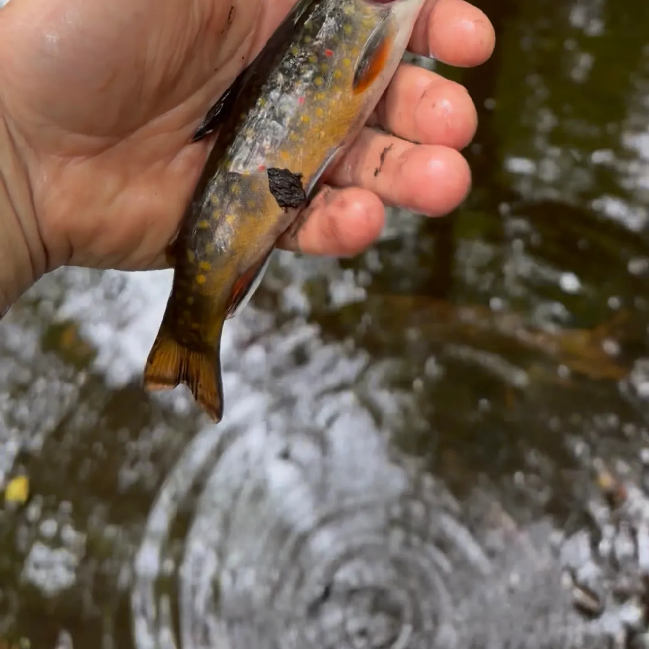 Brook trout caught on Fishbrain