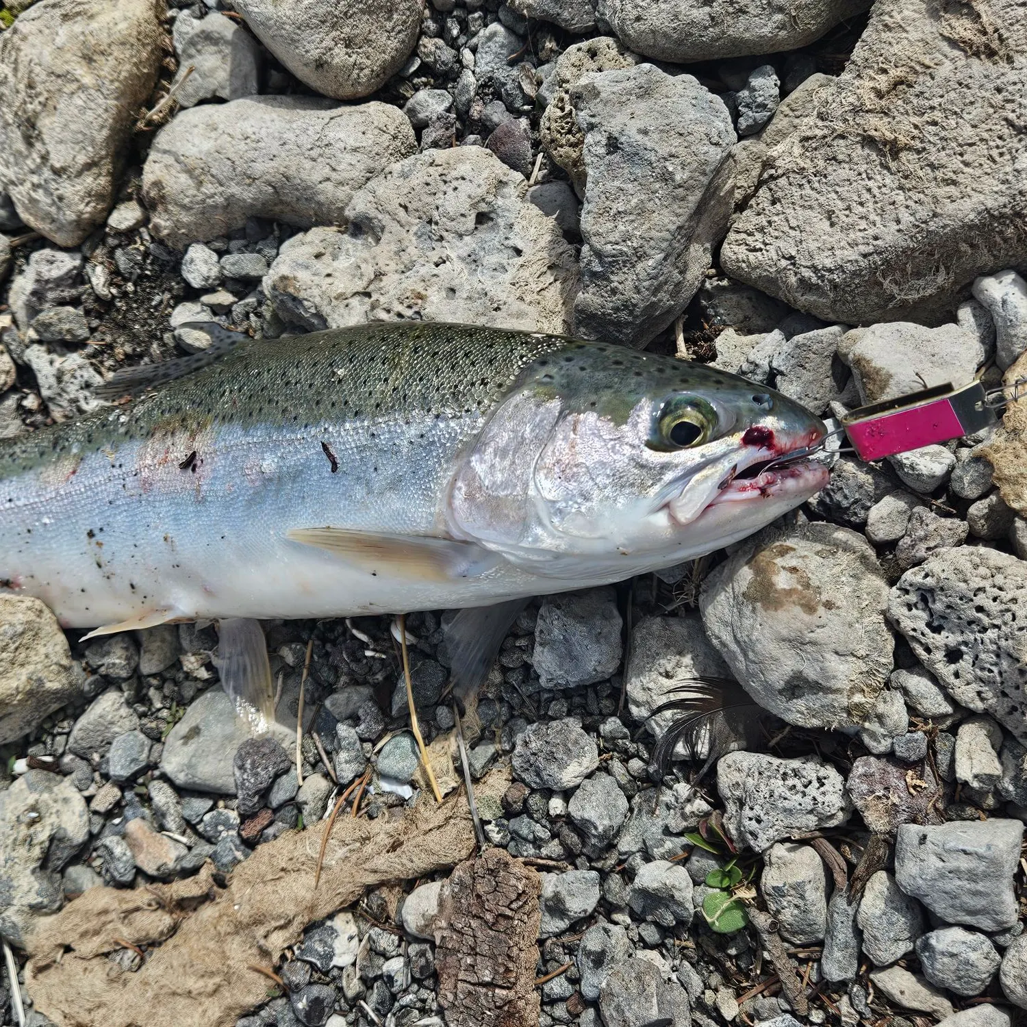 Rainbow trout caught on Fishbrain