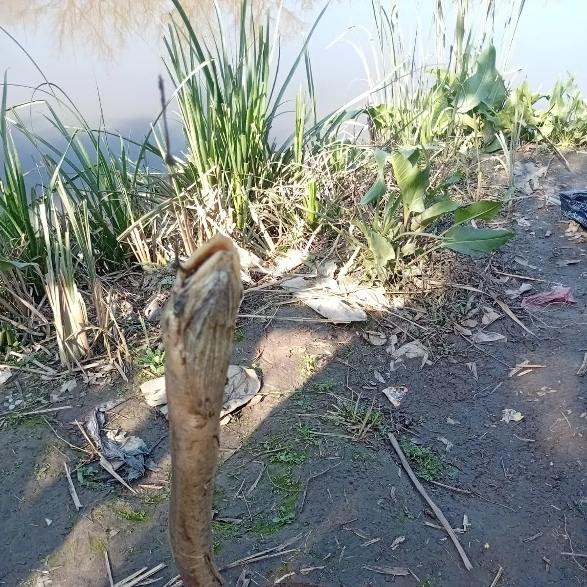 The most recent American eel catches on Fishbrain