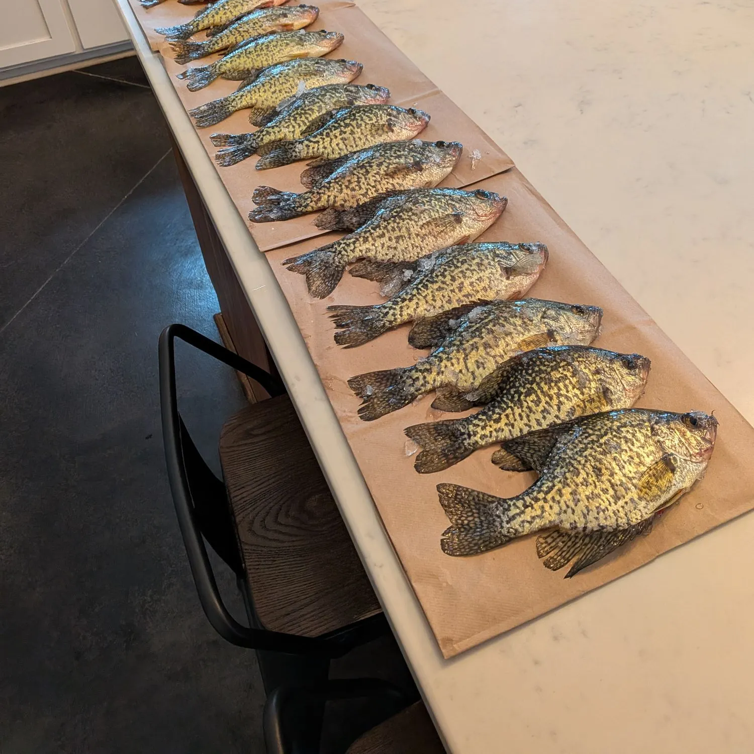 recently logged catches