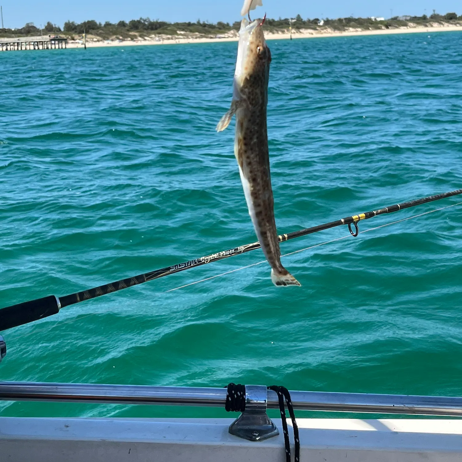 The most recent Blue-spotted flathead catches on Fishbrain