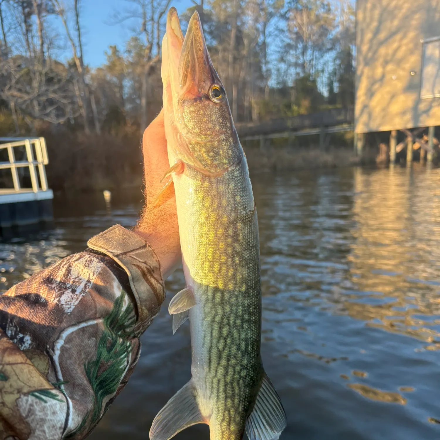 The most recent Chain pickerel catches on Fishbrain