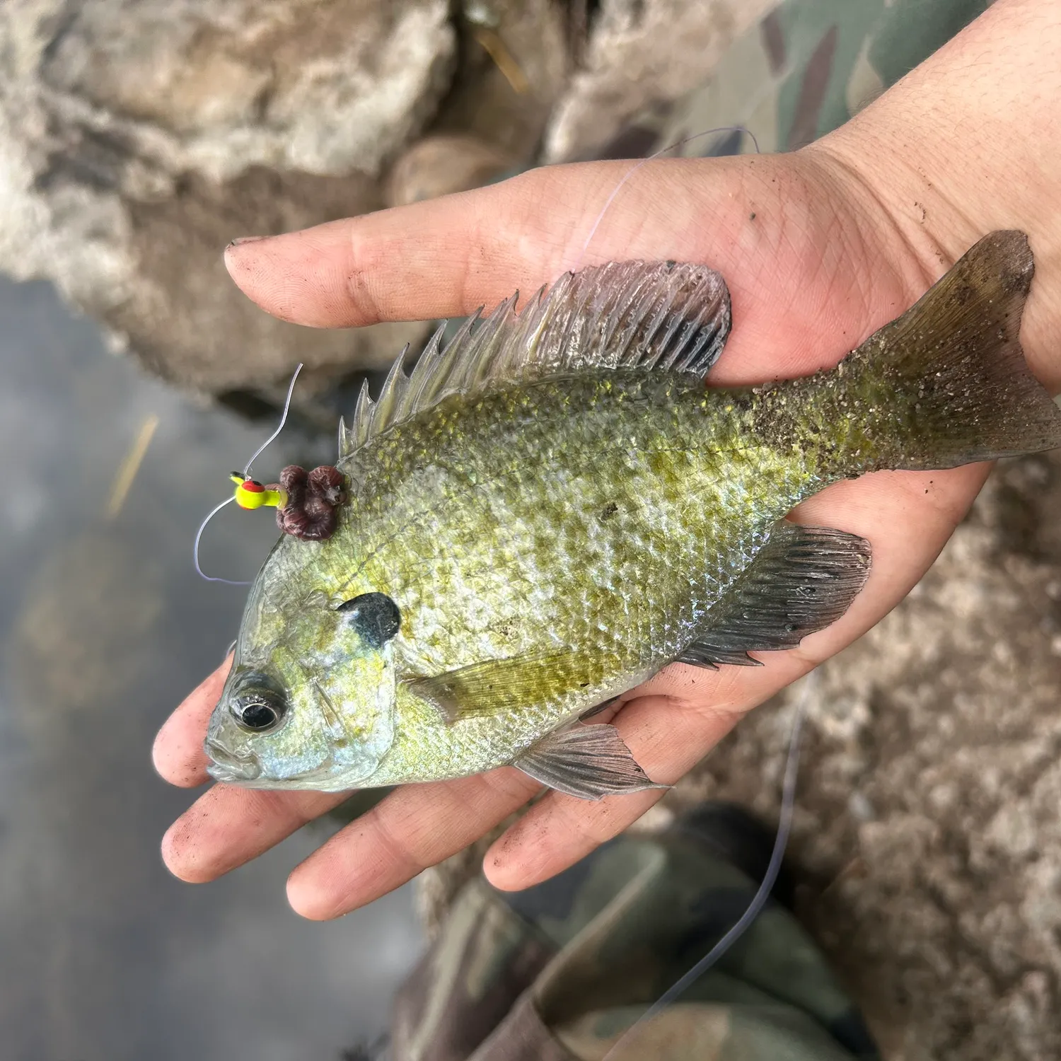 Bluegill caught on Fishbrain