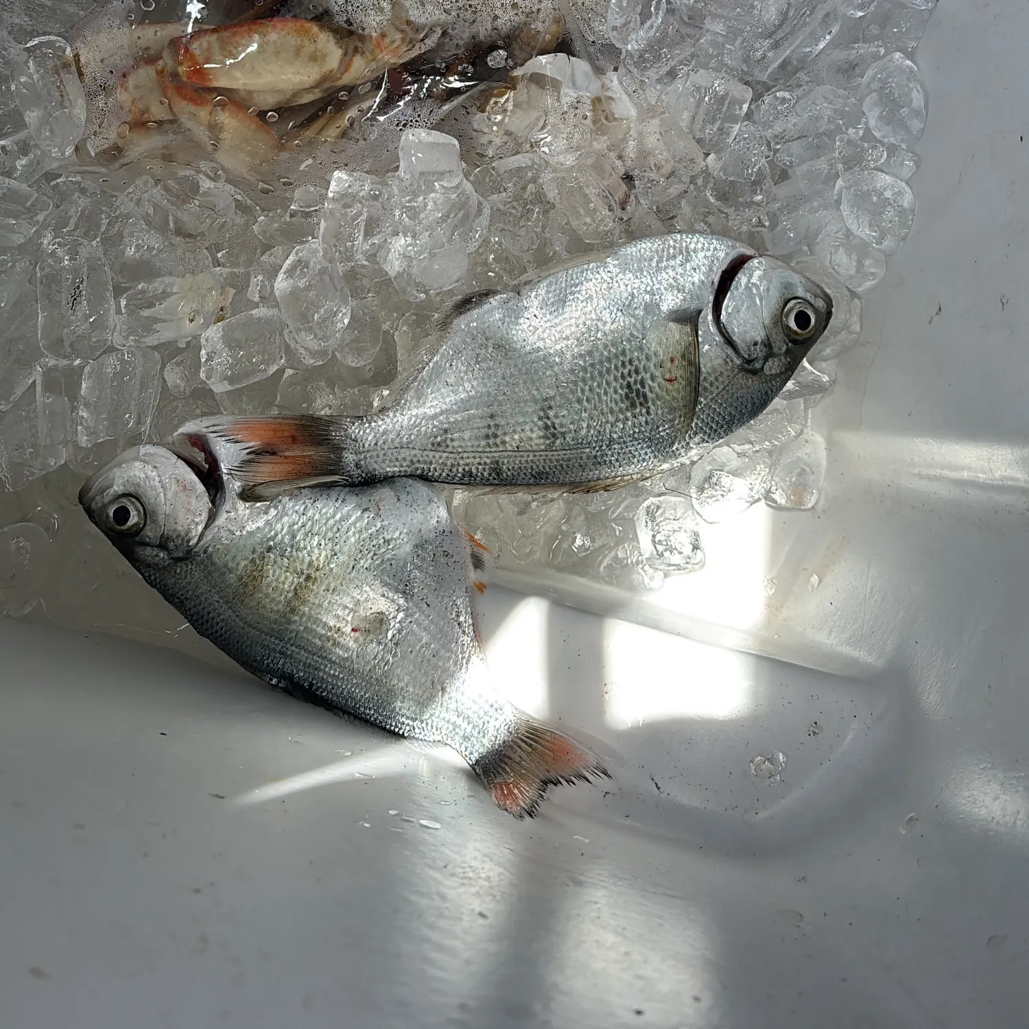 The most recent Shiner perch catches on Fishbrain