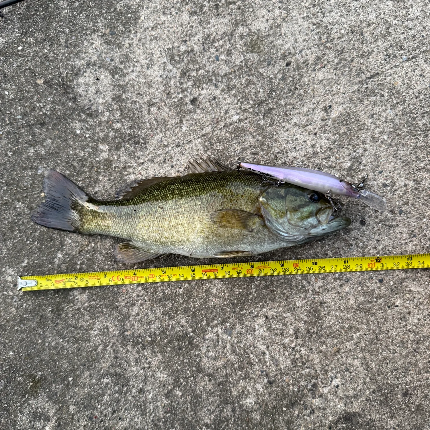 Smallmouth bass caught on Fishbrain