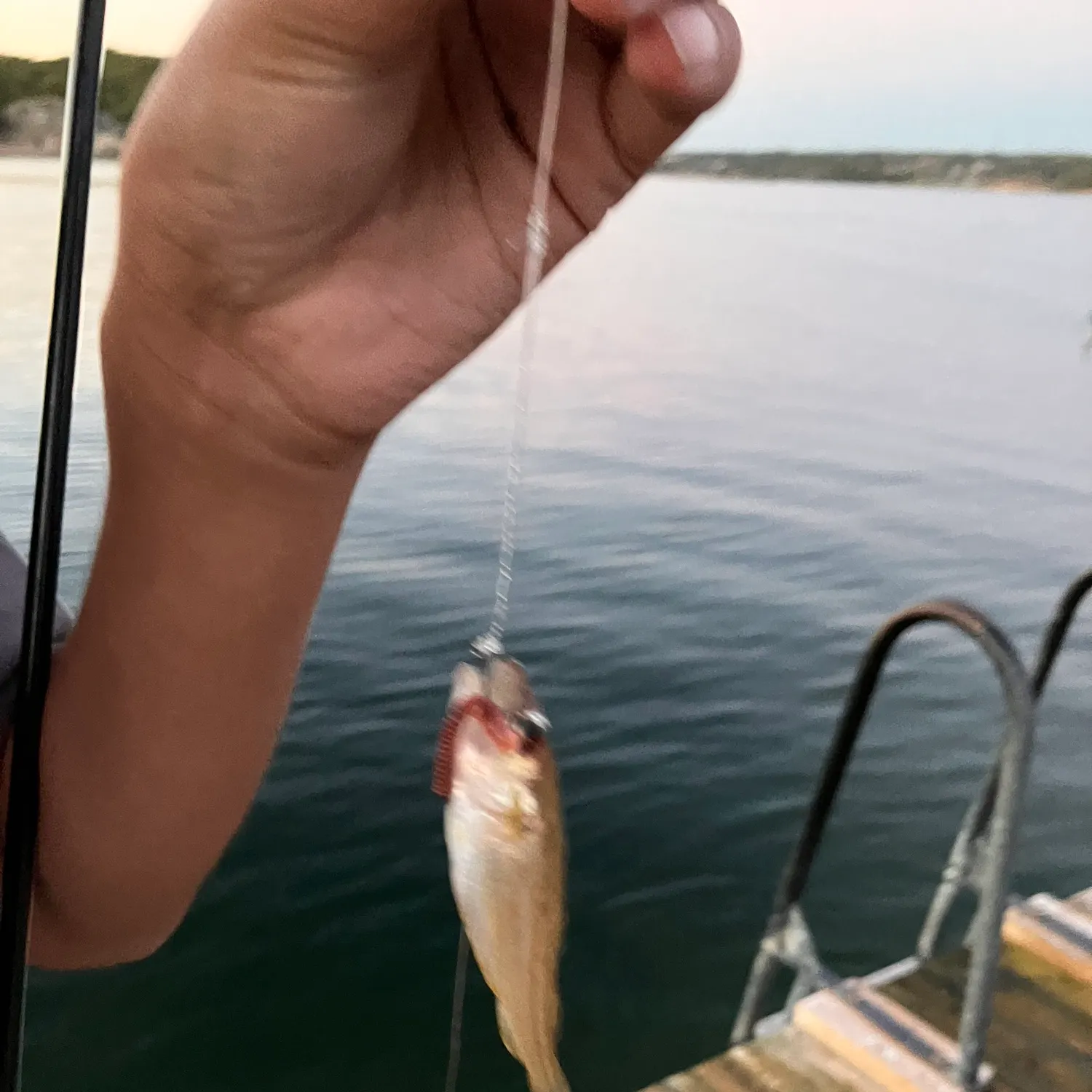 Whiting caught on Fishbrain