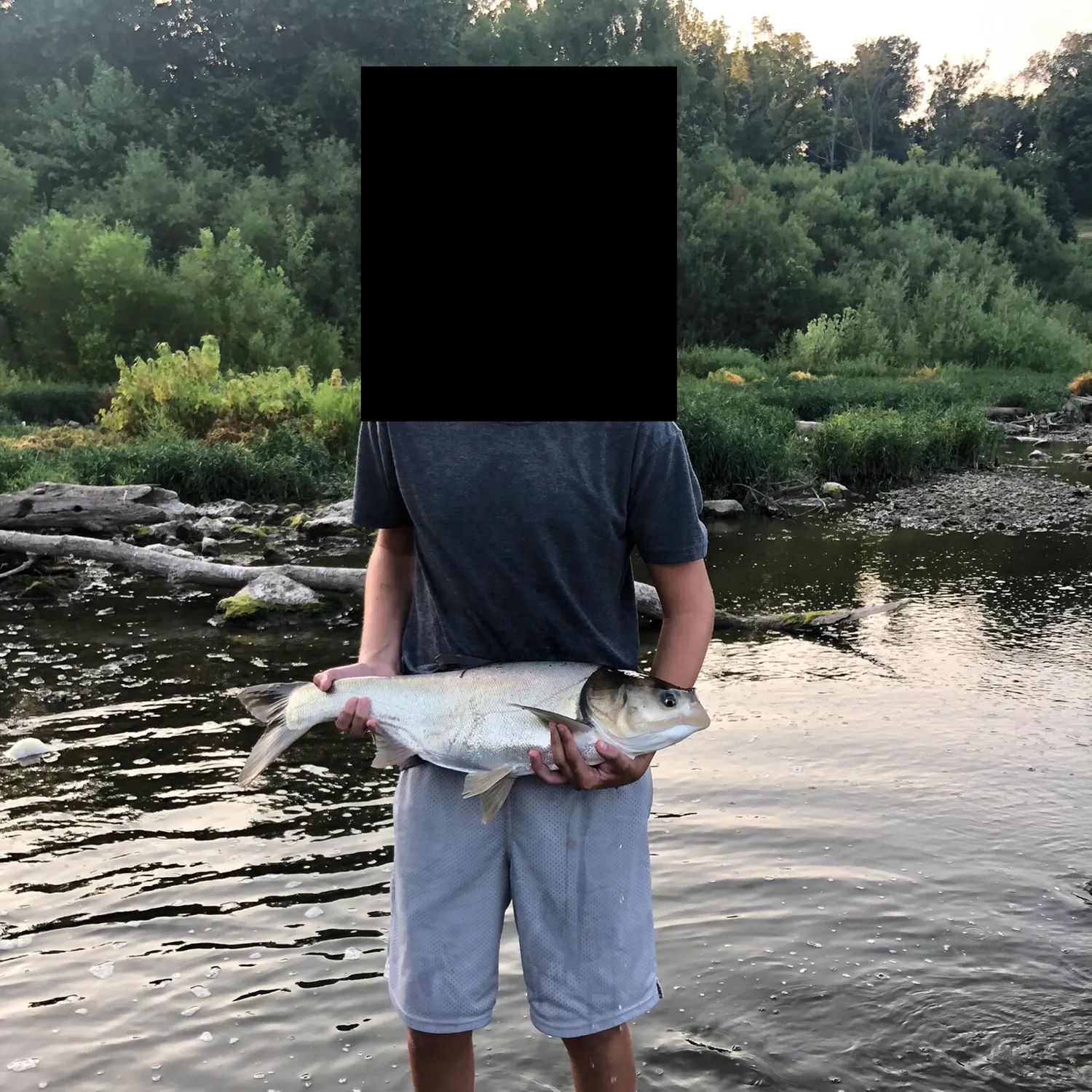 The most recent Silver carp catches on Fishbrain