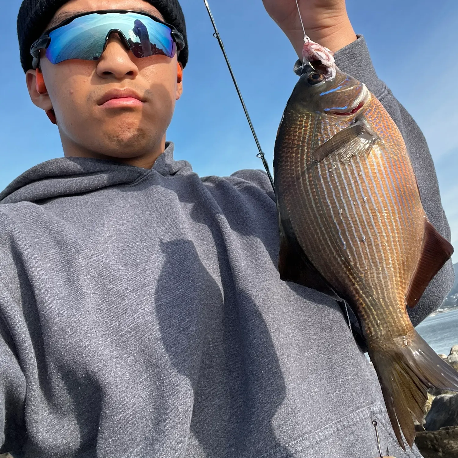 The most recent Striped seaperch catches on Fishbrain