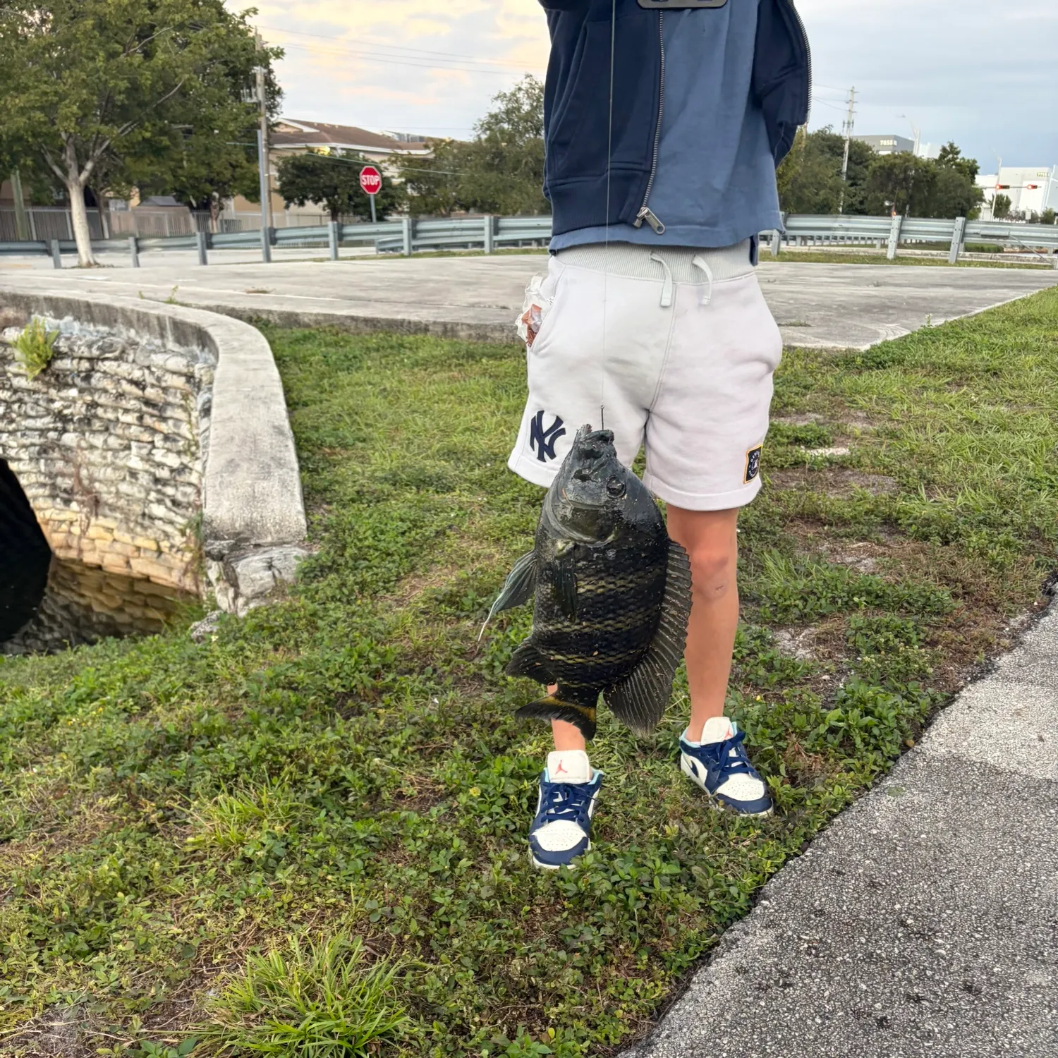 The most recent Zebra tilapia catches on Fishbrain