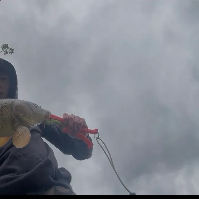 Common carp caught on Fishbrain