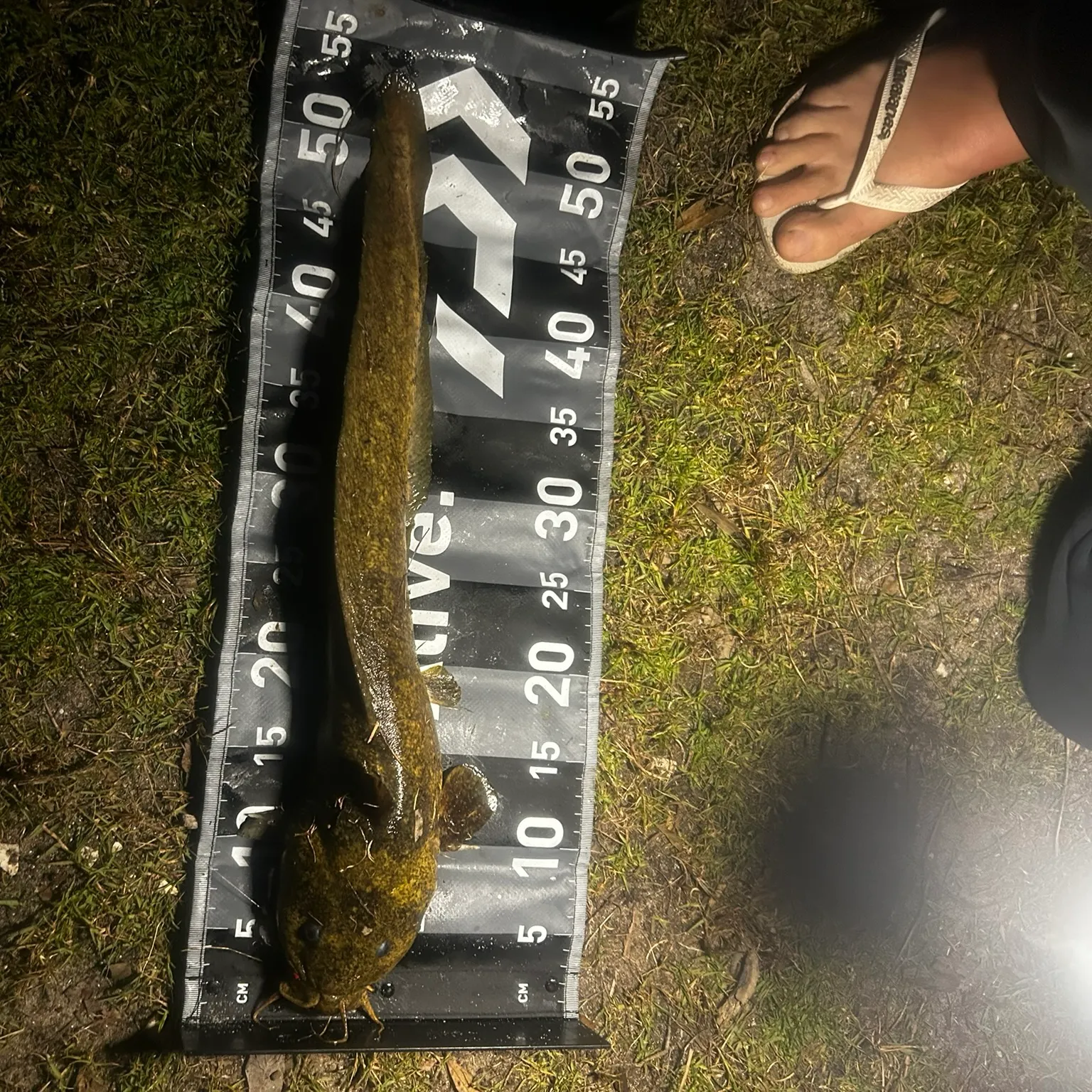 Fish caught on Fishbrain