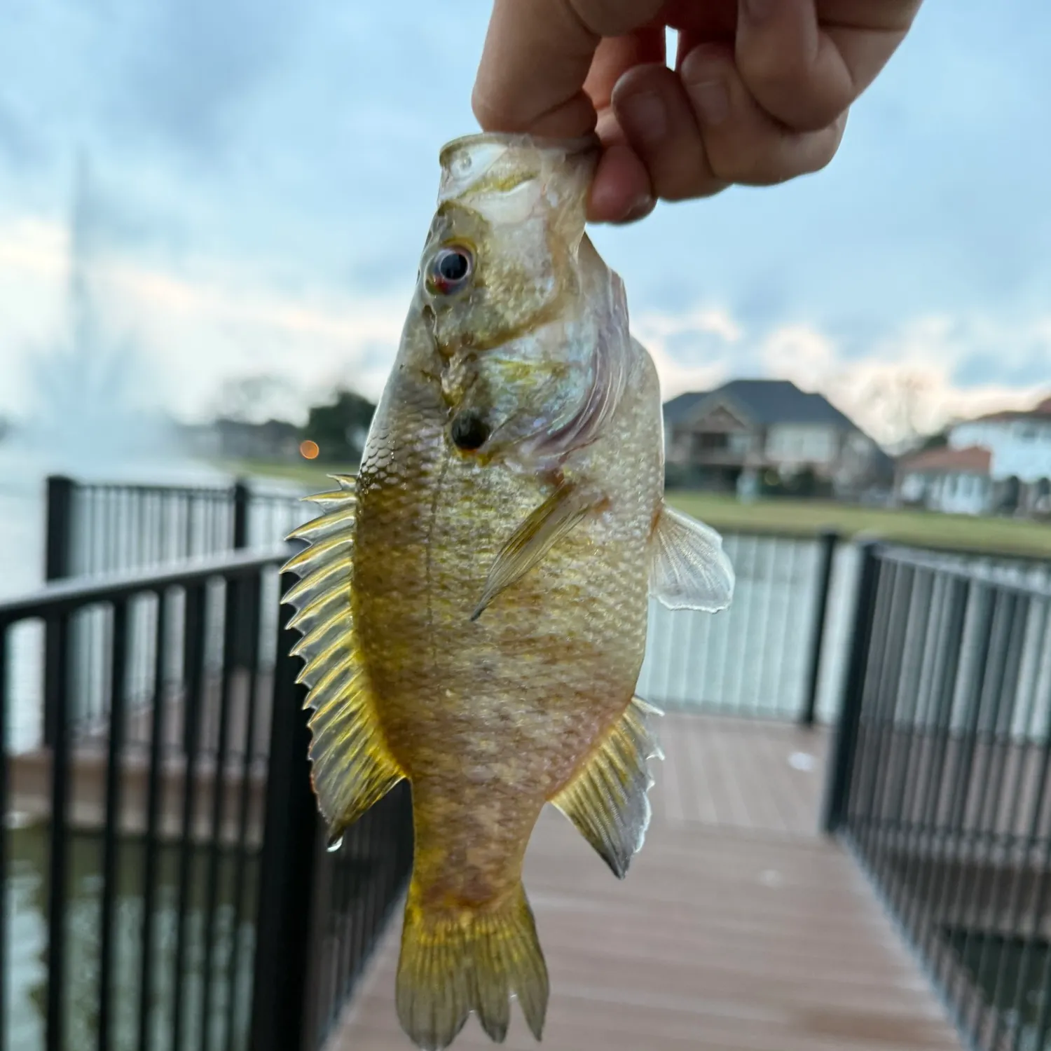 The most recent Rock bass catches on Fishbrain