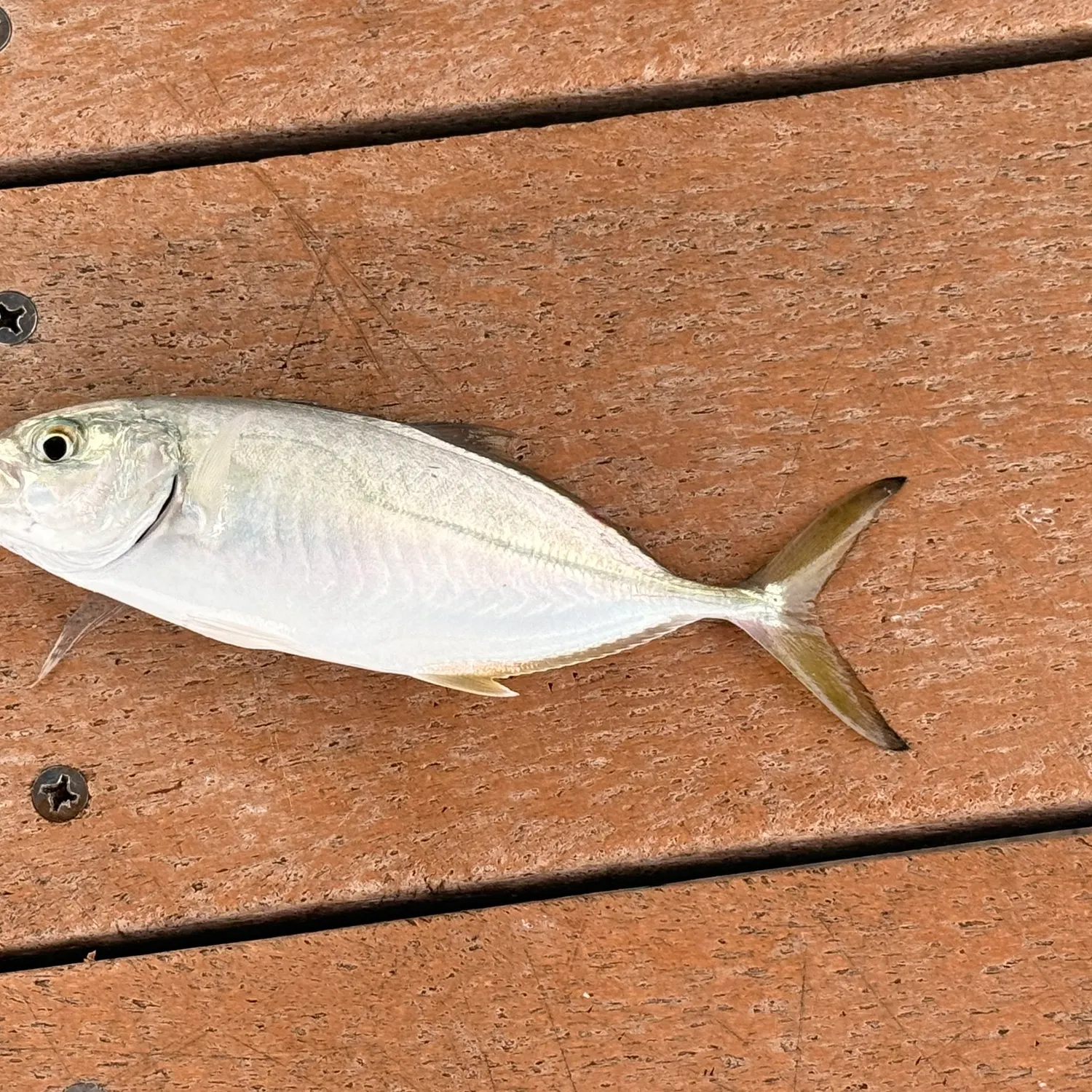 The most recent Blue runner catches on Fishbrain