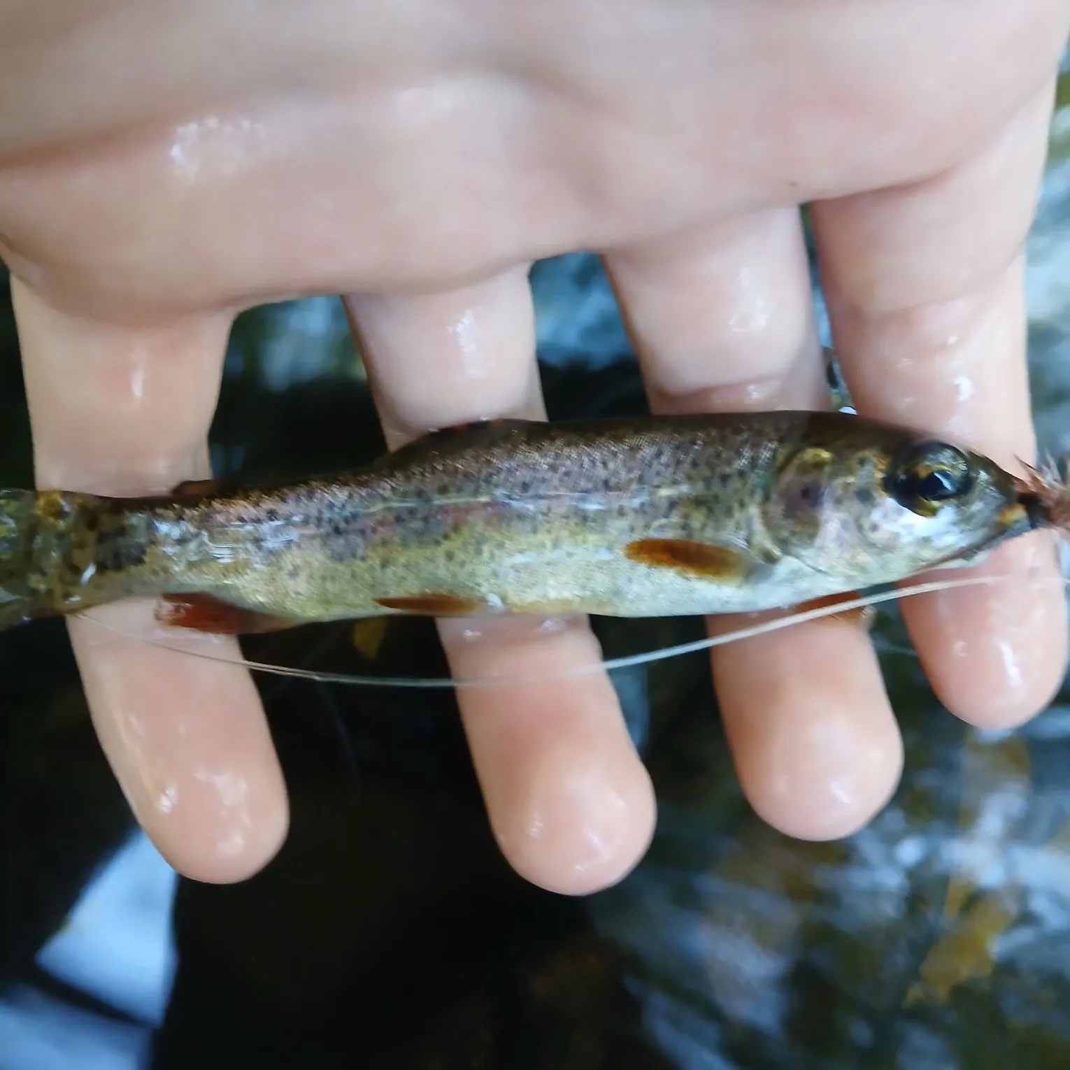 Coastal cutthroat trout caught on Fishbrain