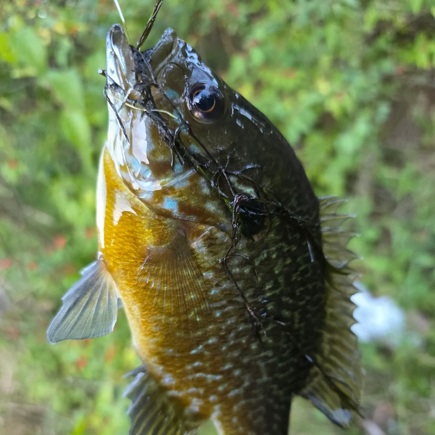 Greengill hybrid caught on Fishbrain