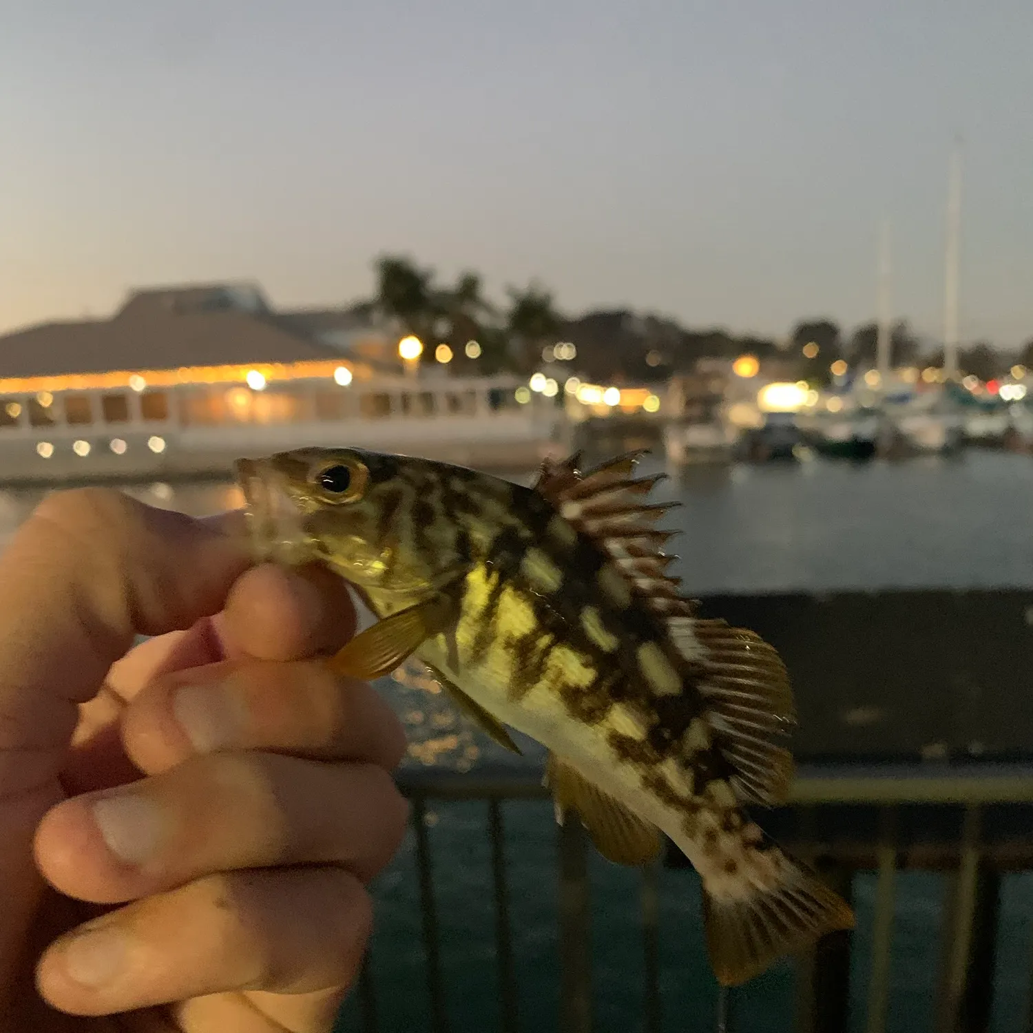 Kelp bass caught on Fishbrain