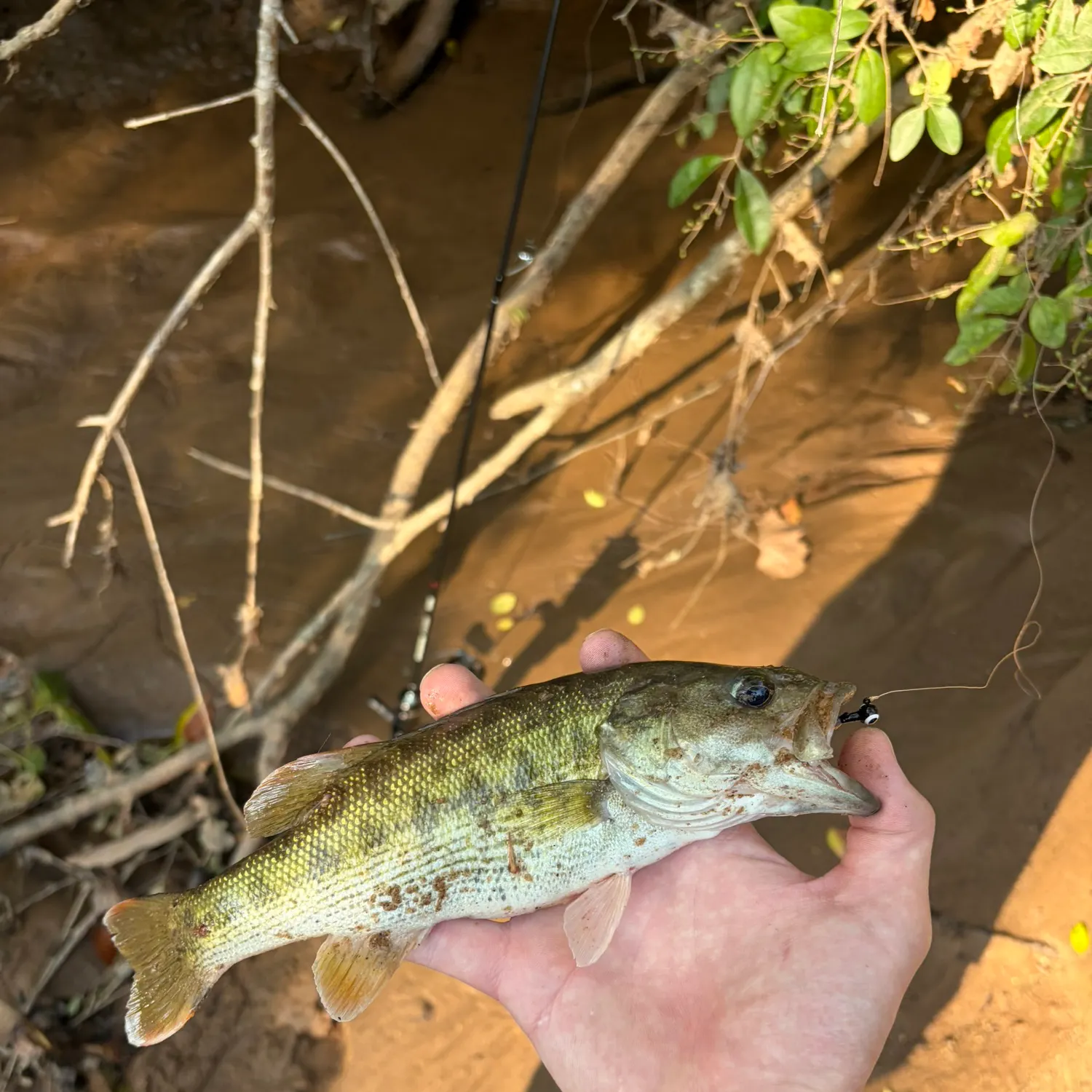 The most recent Alabama bass catches on Fishbrain