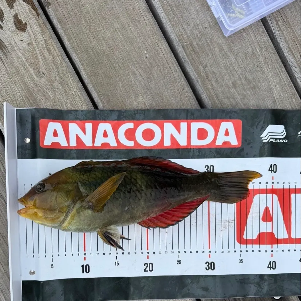 The most recent Crimsonband wrasse catches on Fishbrain