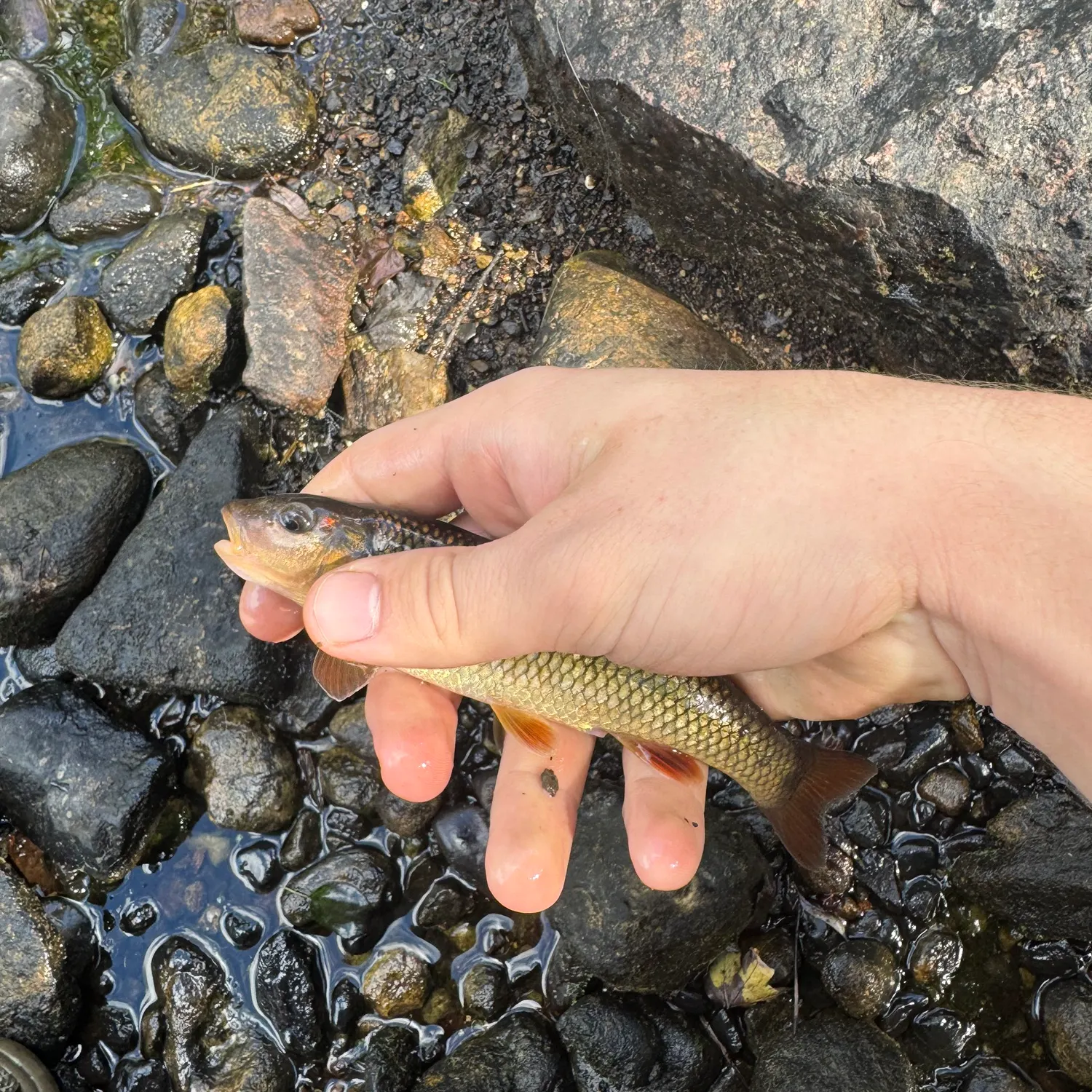 Hornyhead chub caught on Fishbrain