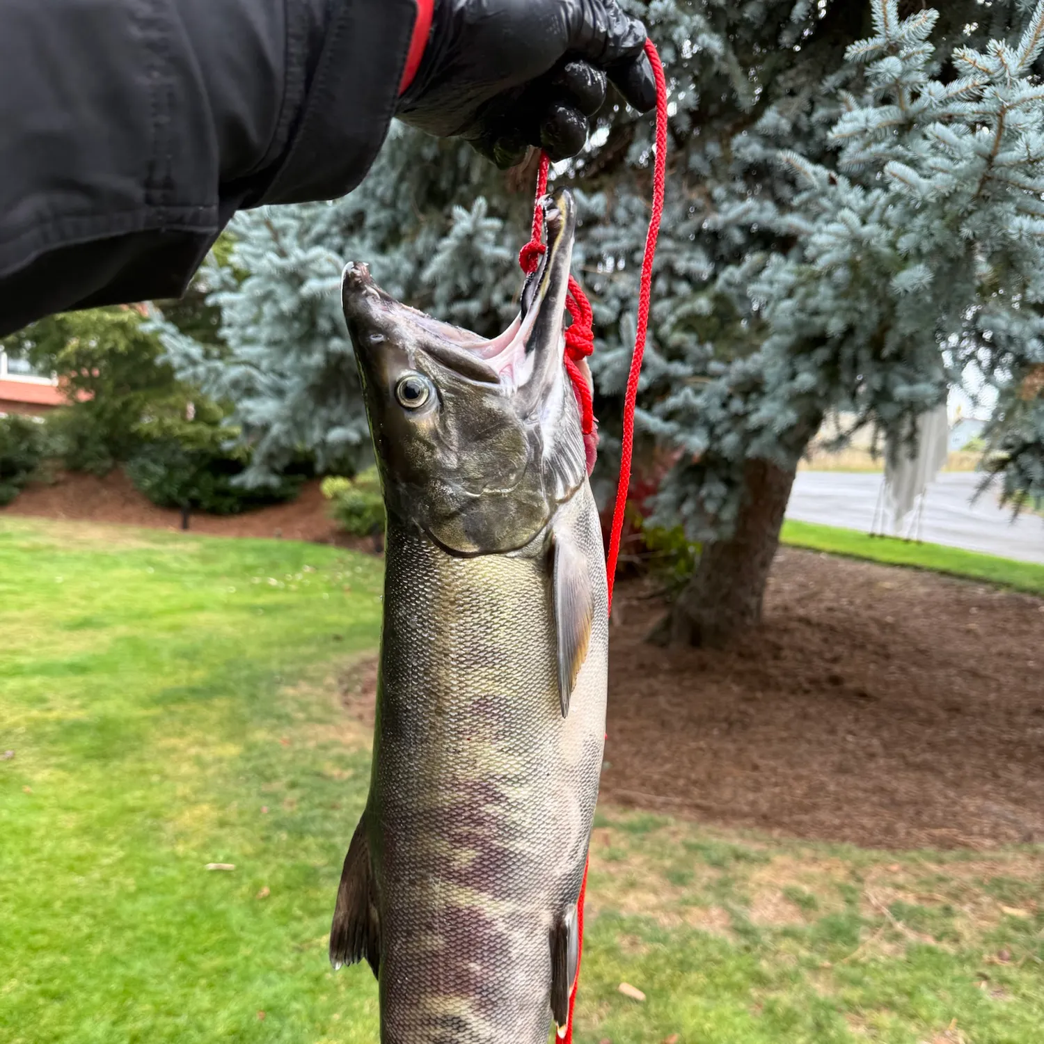 Chum salmon caught on Fishbrain