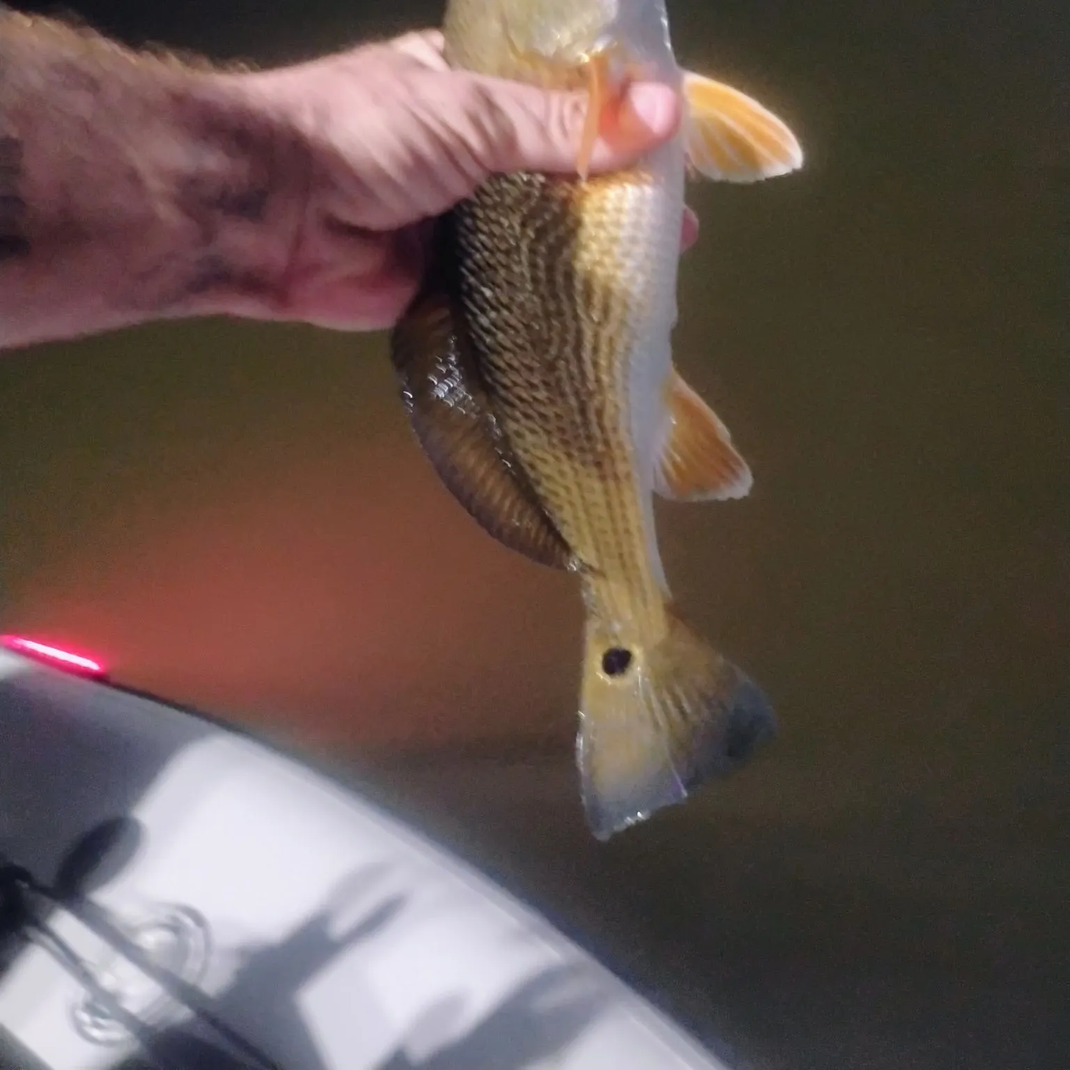 Red drum caught on Fishbrain