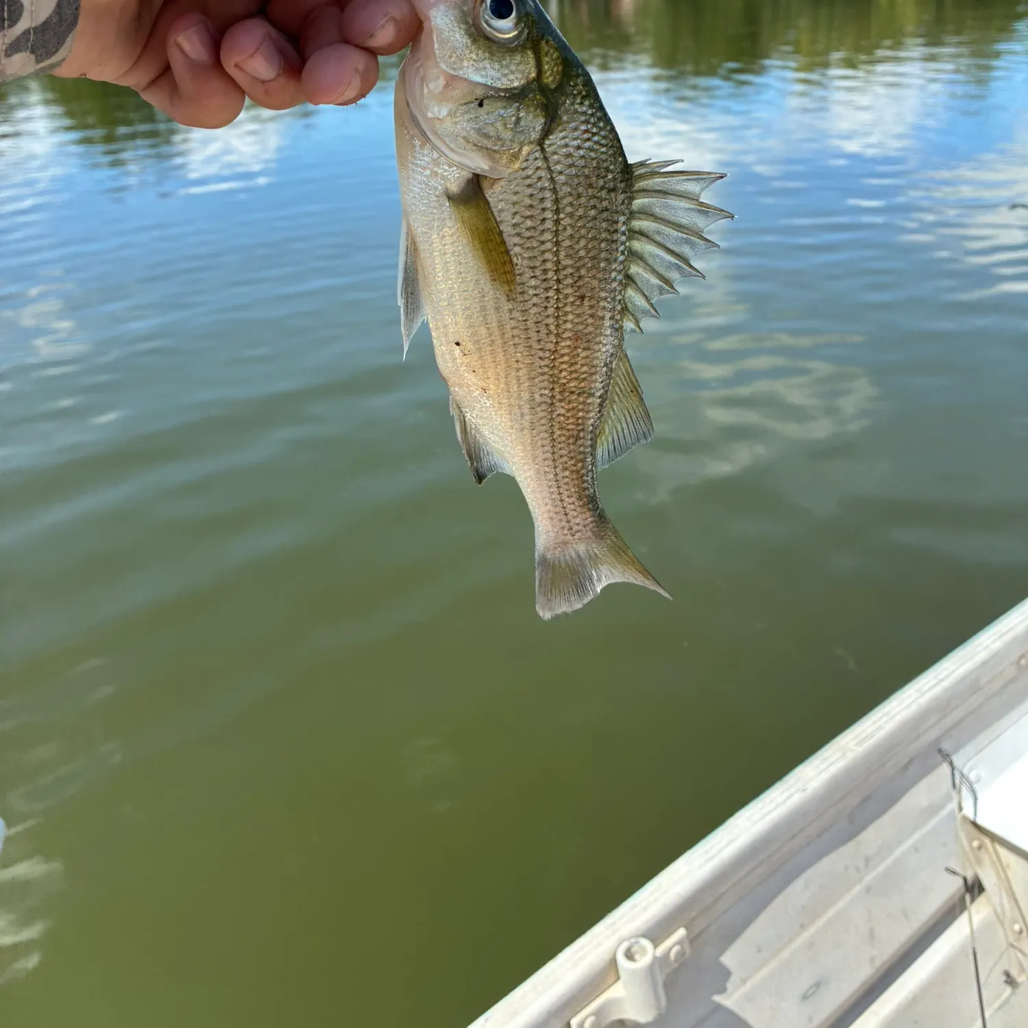 White perch caught on Fishbrain