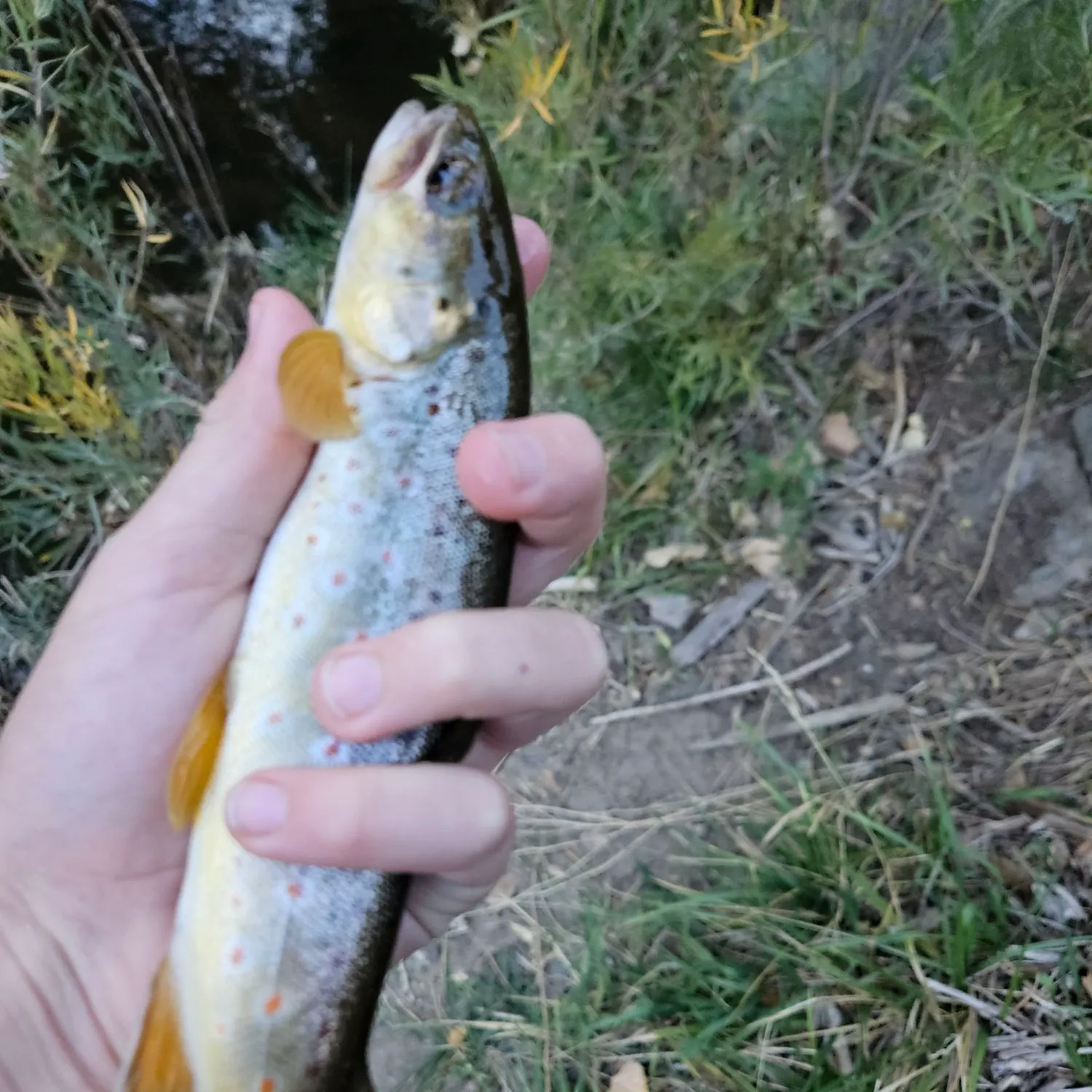 Brown trout caught on Fishbrain