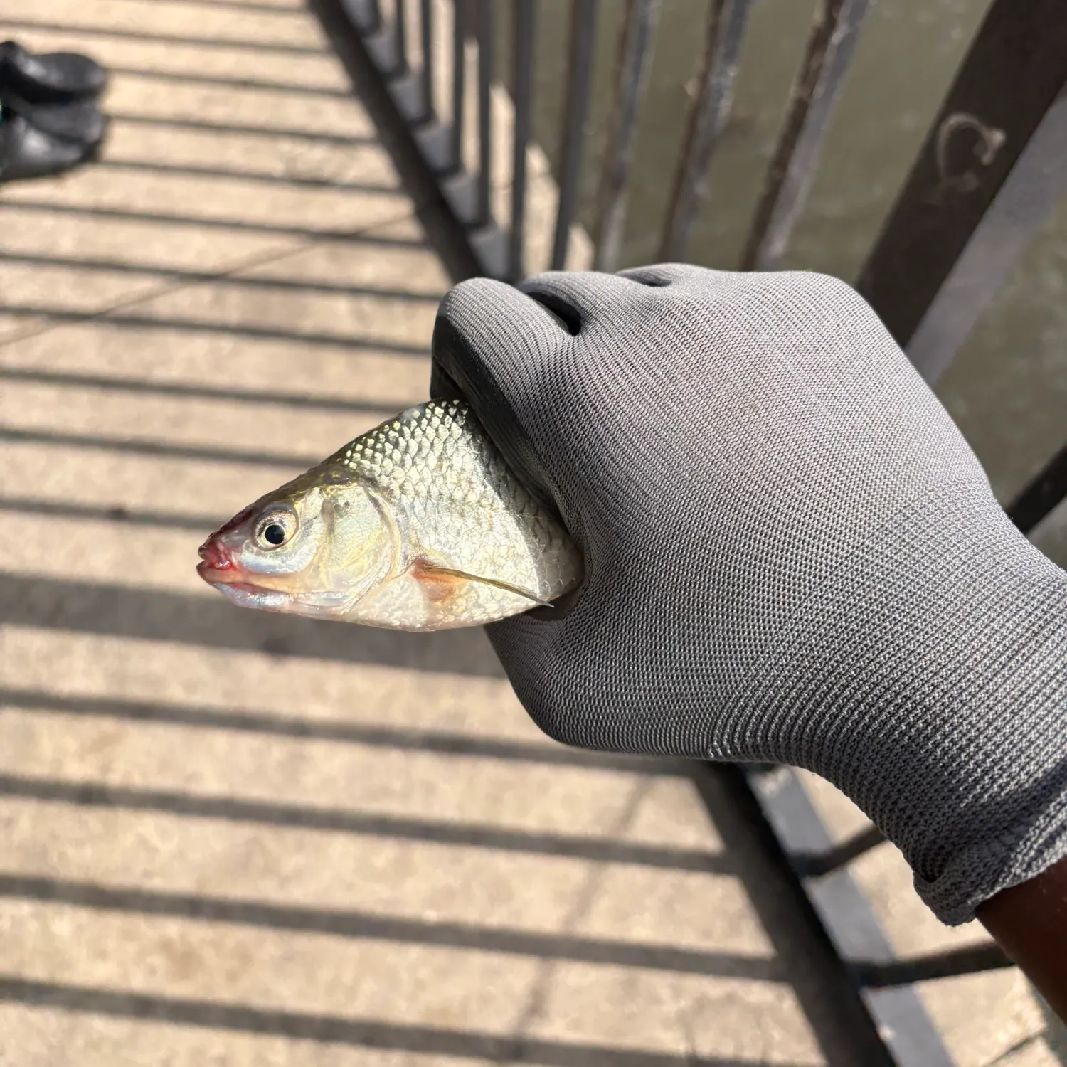 Common carp caught on Fishbrain